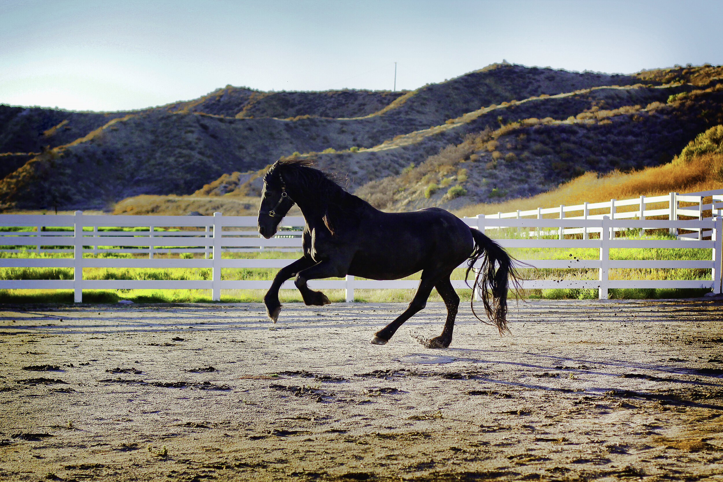 Halloween black horse.jpg