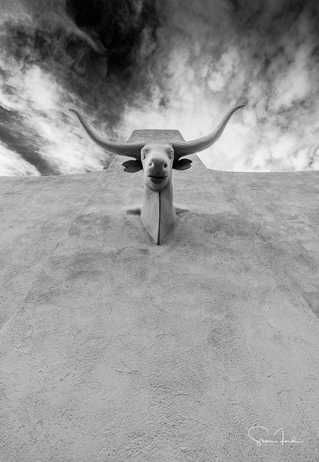 The Steer