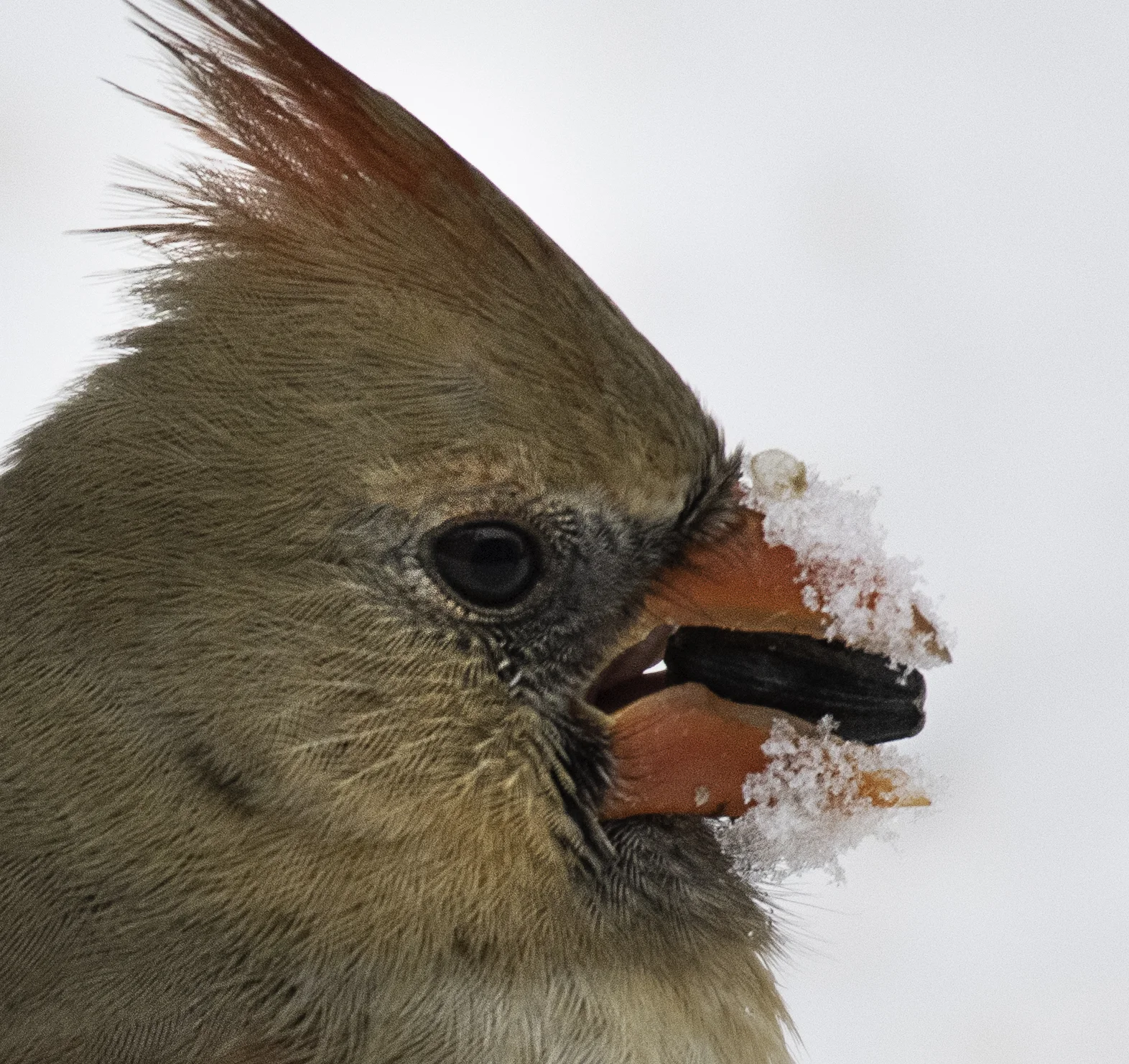 DSC_0538.jpg