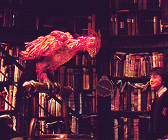 “Benjamin is a phoenix, Harry. Phoenixes burst into flame when it is time for them to die and are reborn from the ashes.” – Dumbledore explaining Ben Affleck’s back tattoo to Harry Potter.