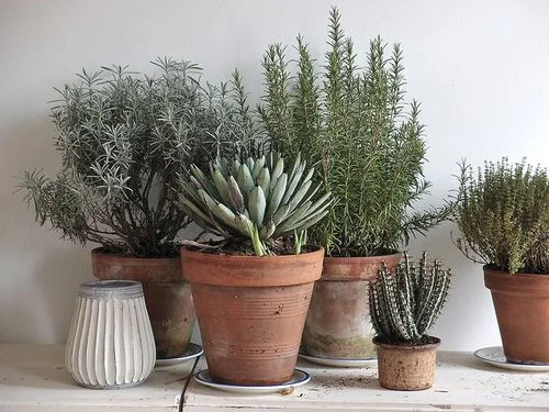 House Plants | Decorate + Detox