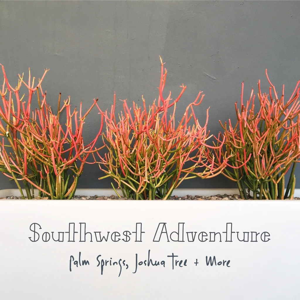Southwest Adventure | Palm Springs, Joshua Tree + More