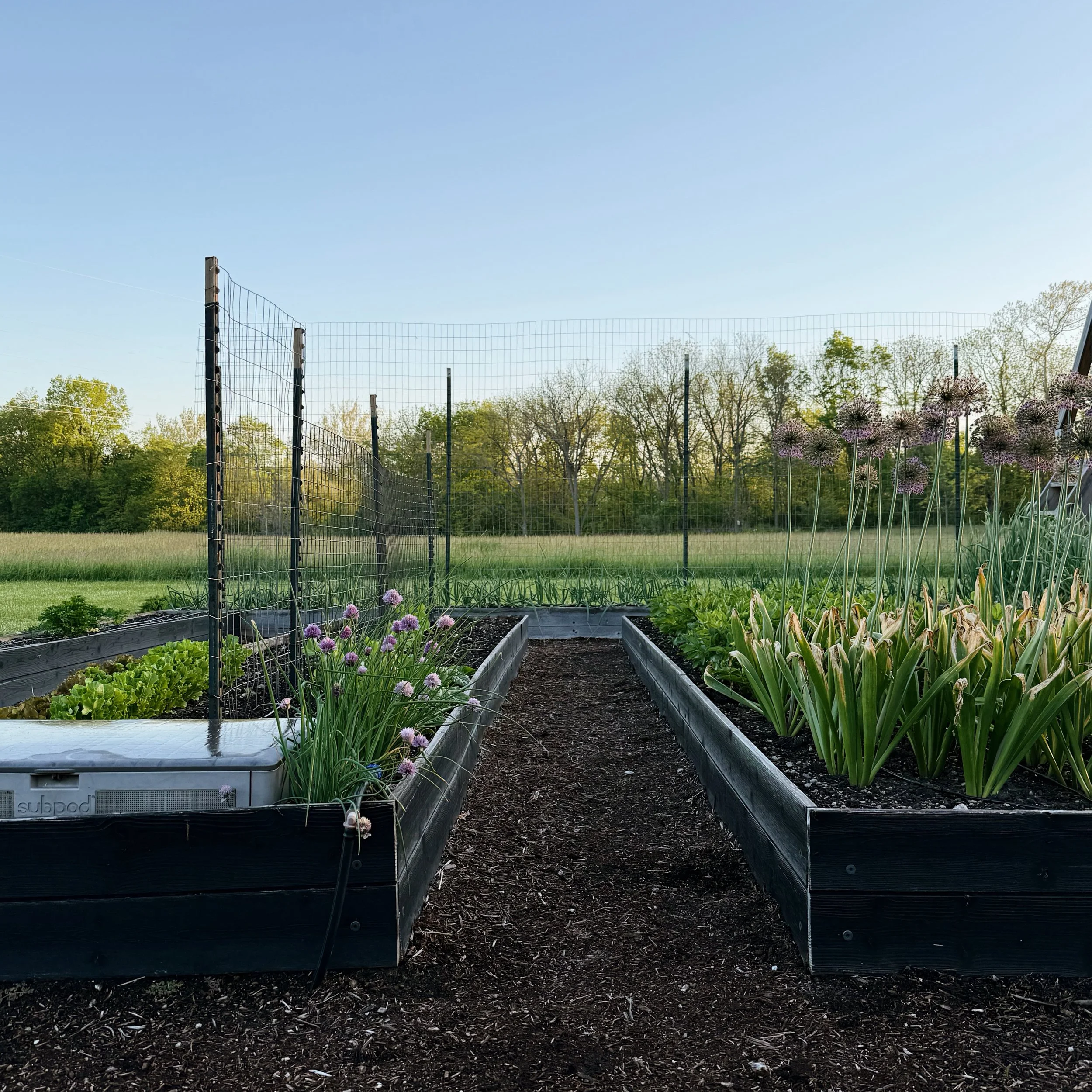 Spring garden views. 🌱