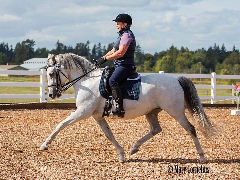 Dressage Based Riding Lessons