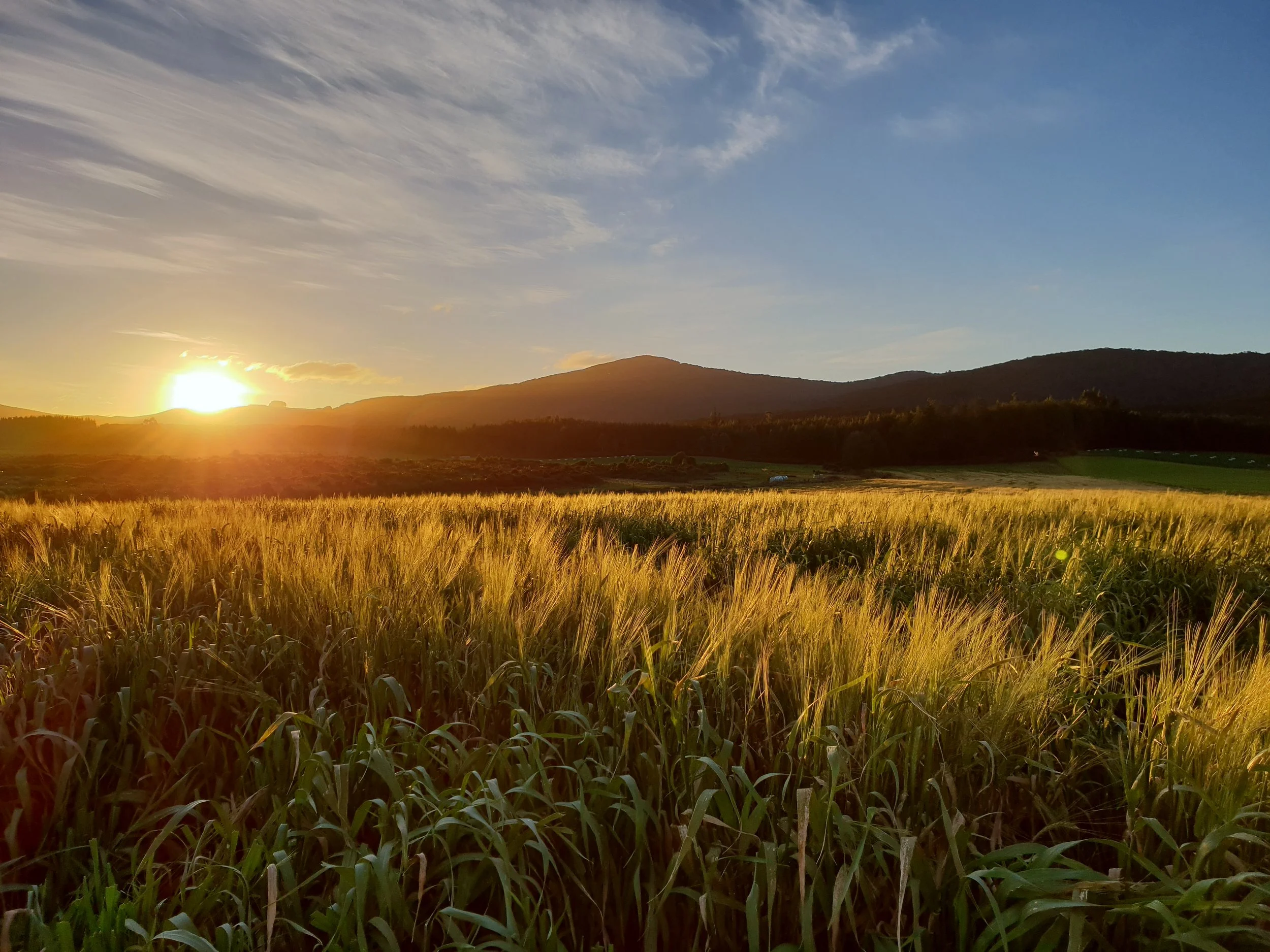 Triticale and Maize. Yes, We Made Whisky From Those Too