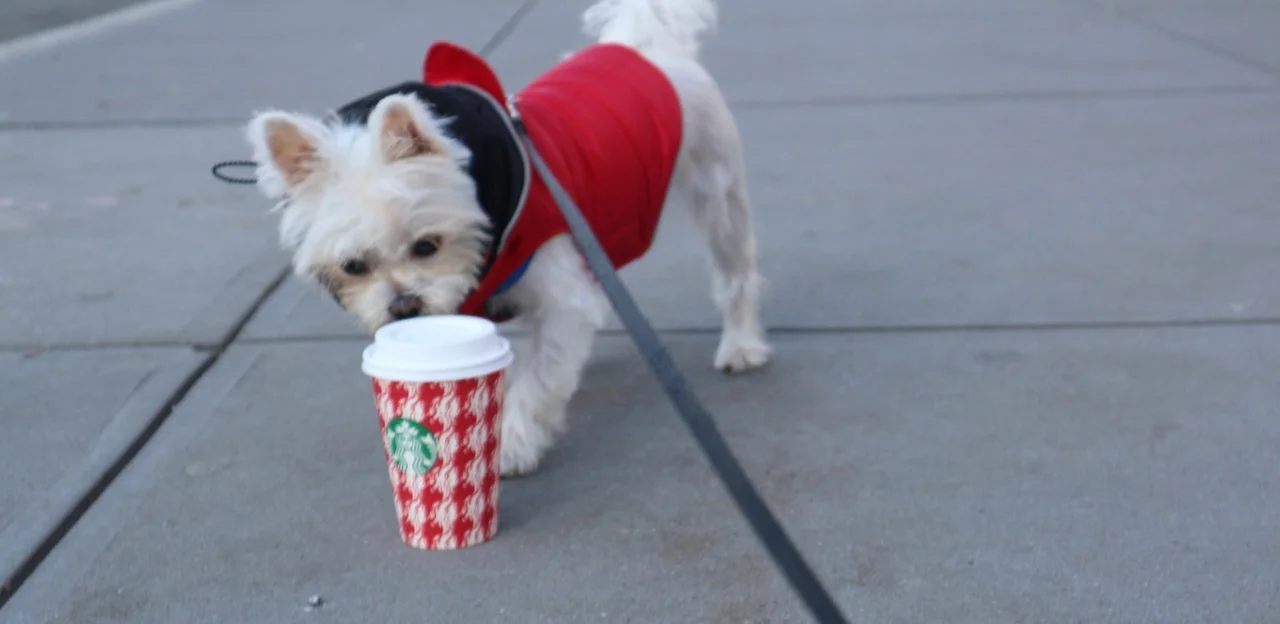 nyc dogs starbucks.jpg
