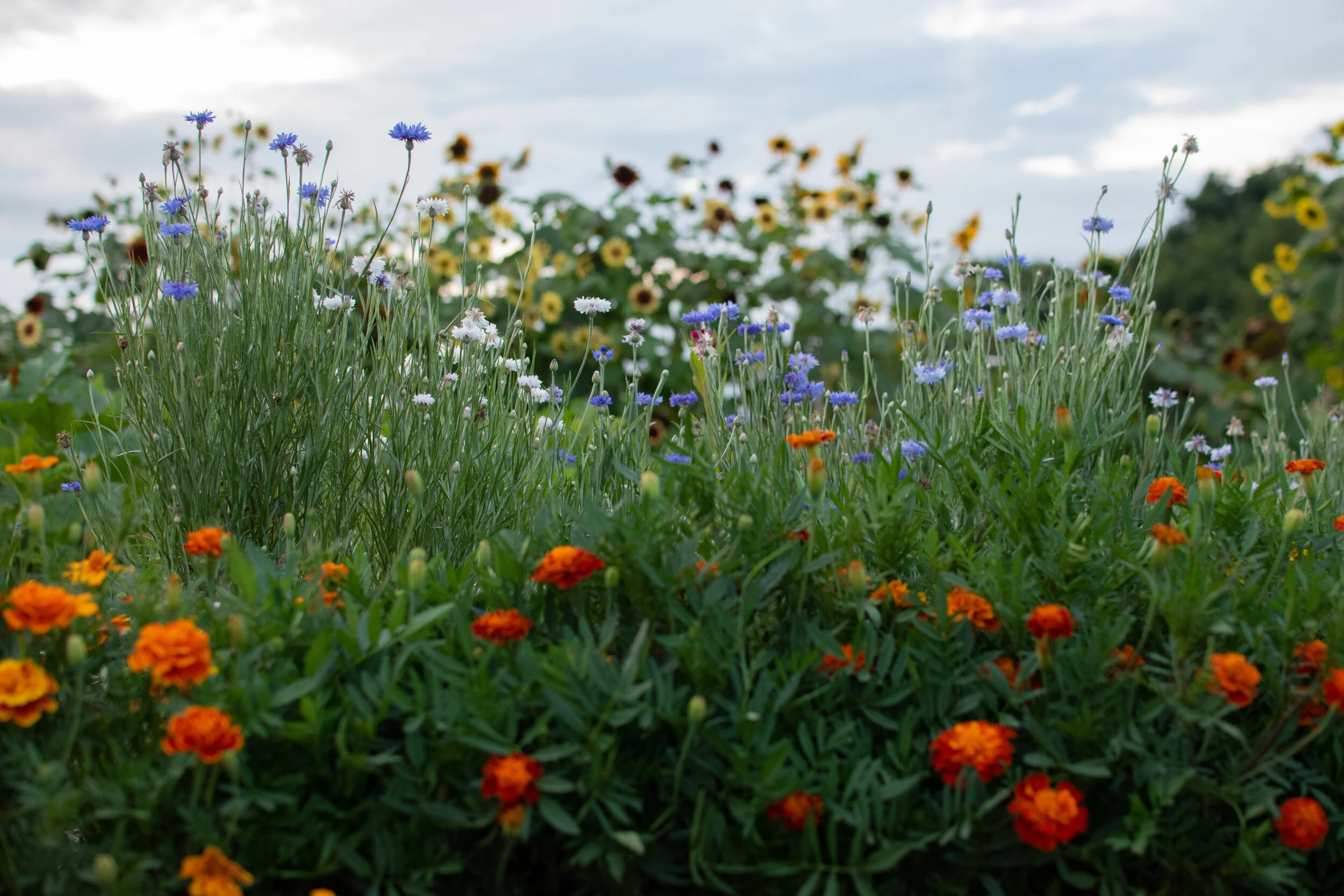 Garden_Plots-33.jpg