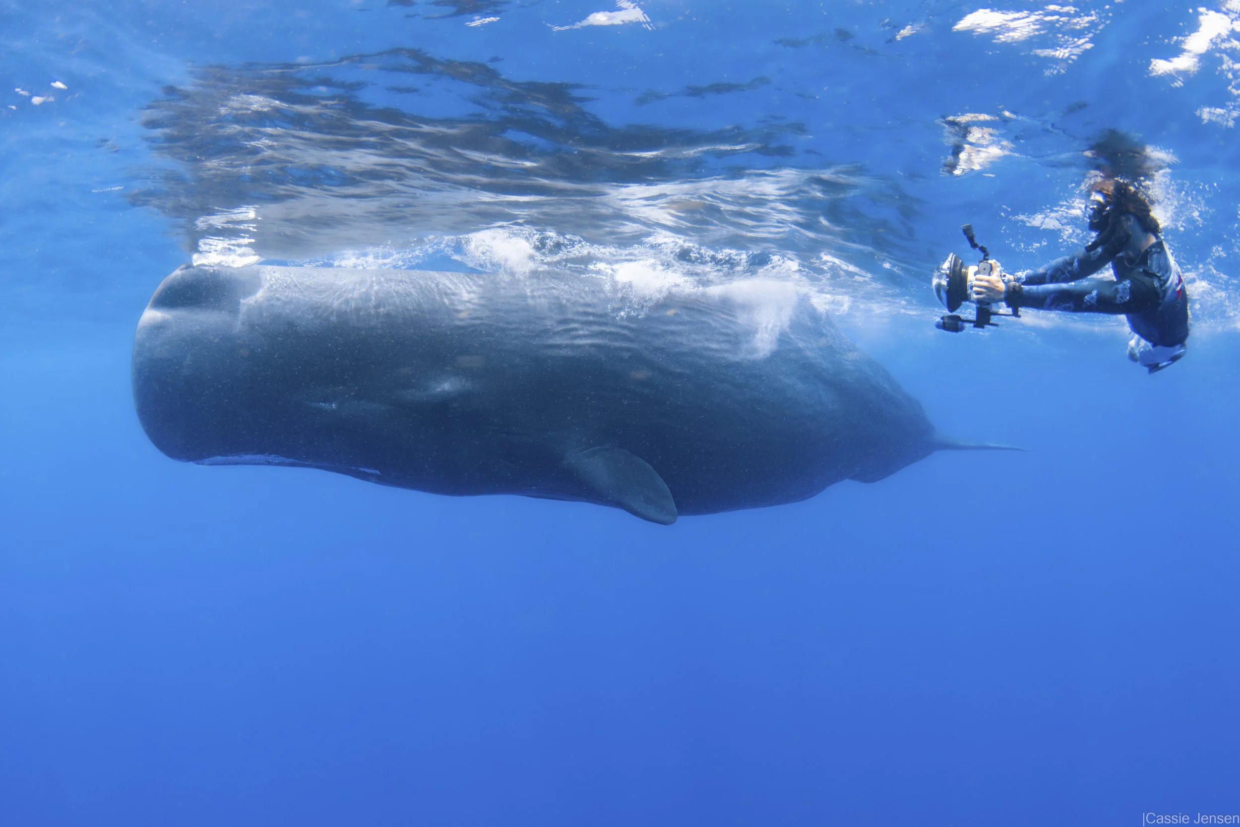 Forest Sperm Whale No WM.jpg