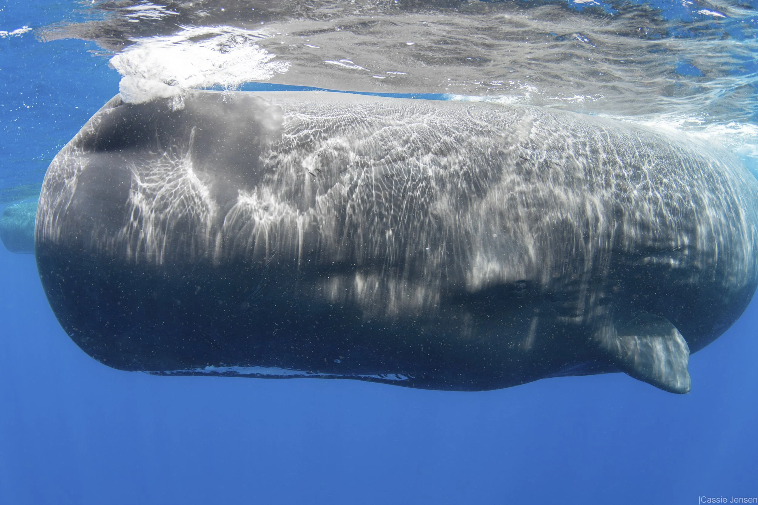 SpermWhaleEyeContact NoWM.jpg