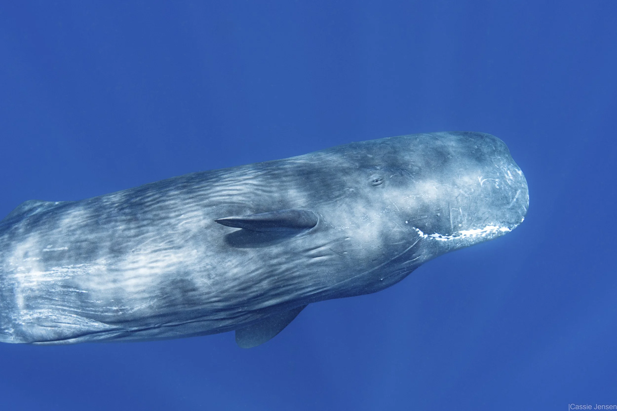 Sperm whale smile NoWM.jpg