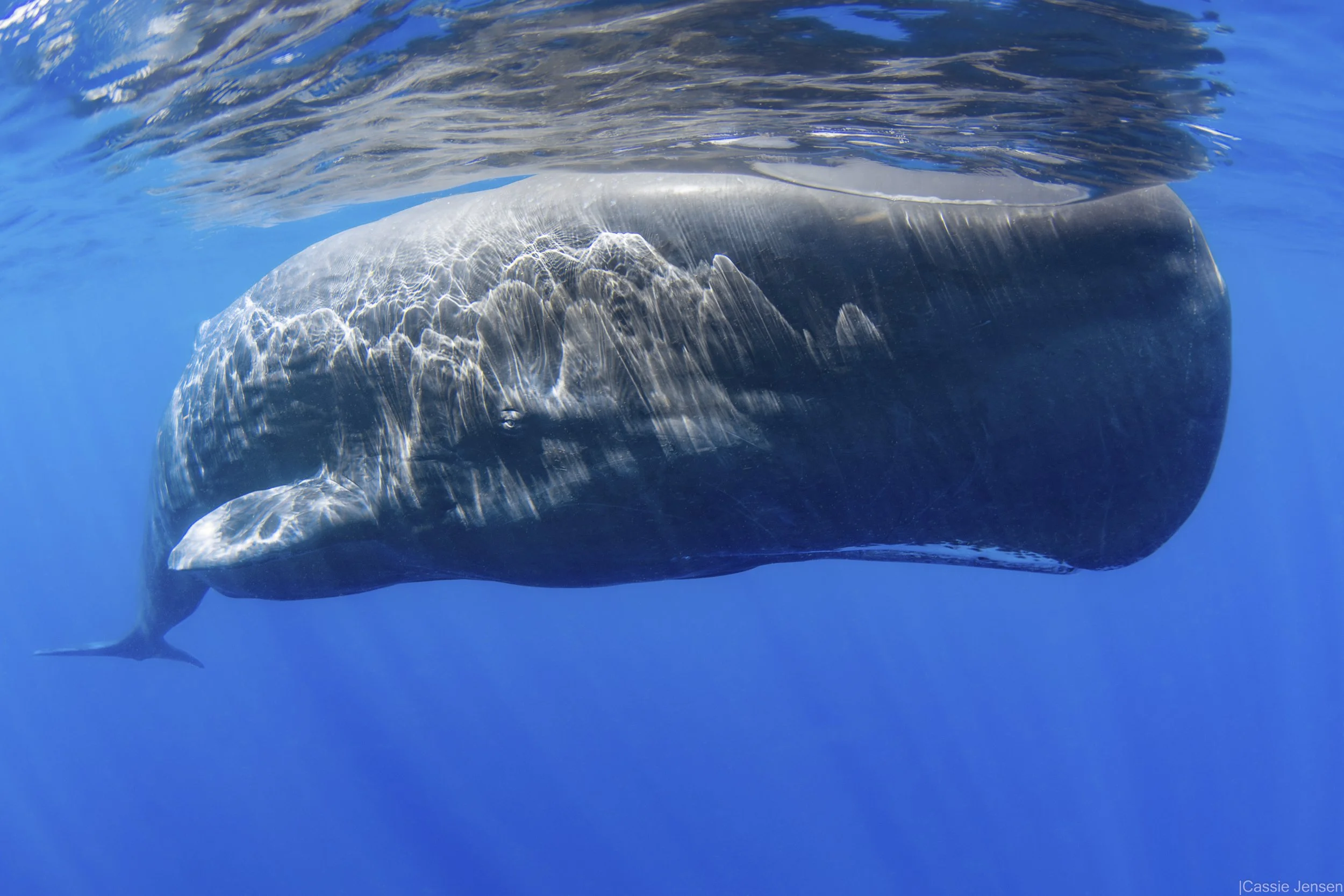 Sperm Whale Hang No wm.jpg