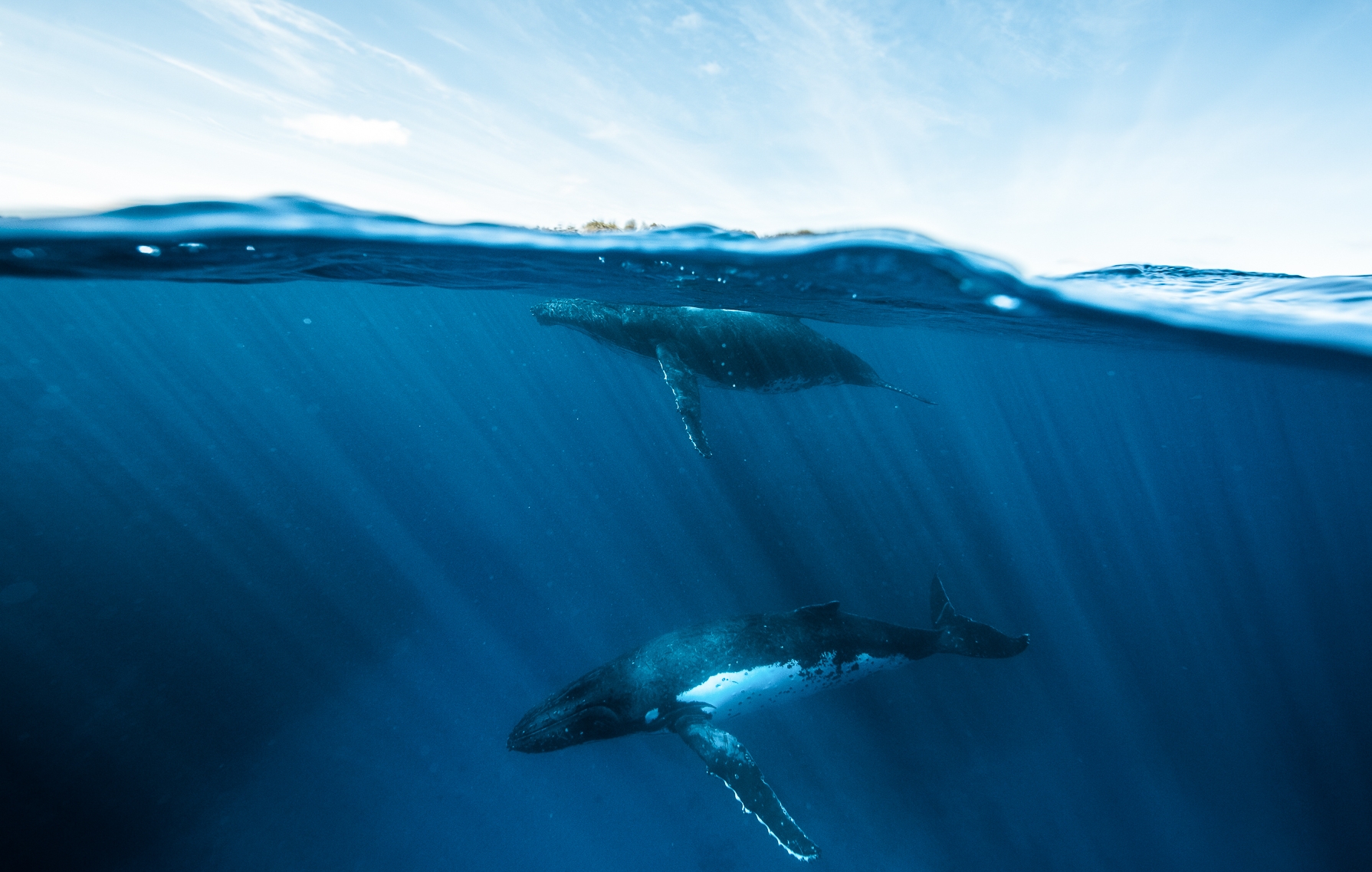 KARIM_ILIYA_Whales_humpback_underwater_dancing_swim_animal_whale_Tonga_dive-09-4.jpg