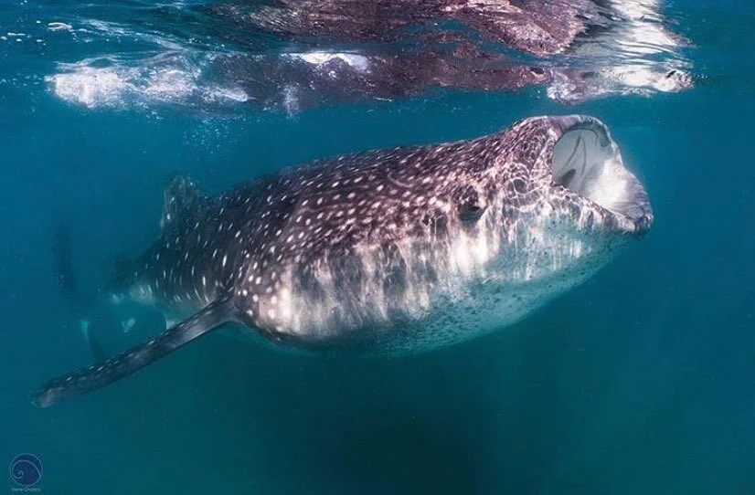whaleshark_01.jpg