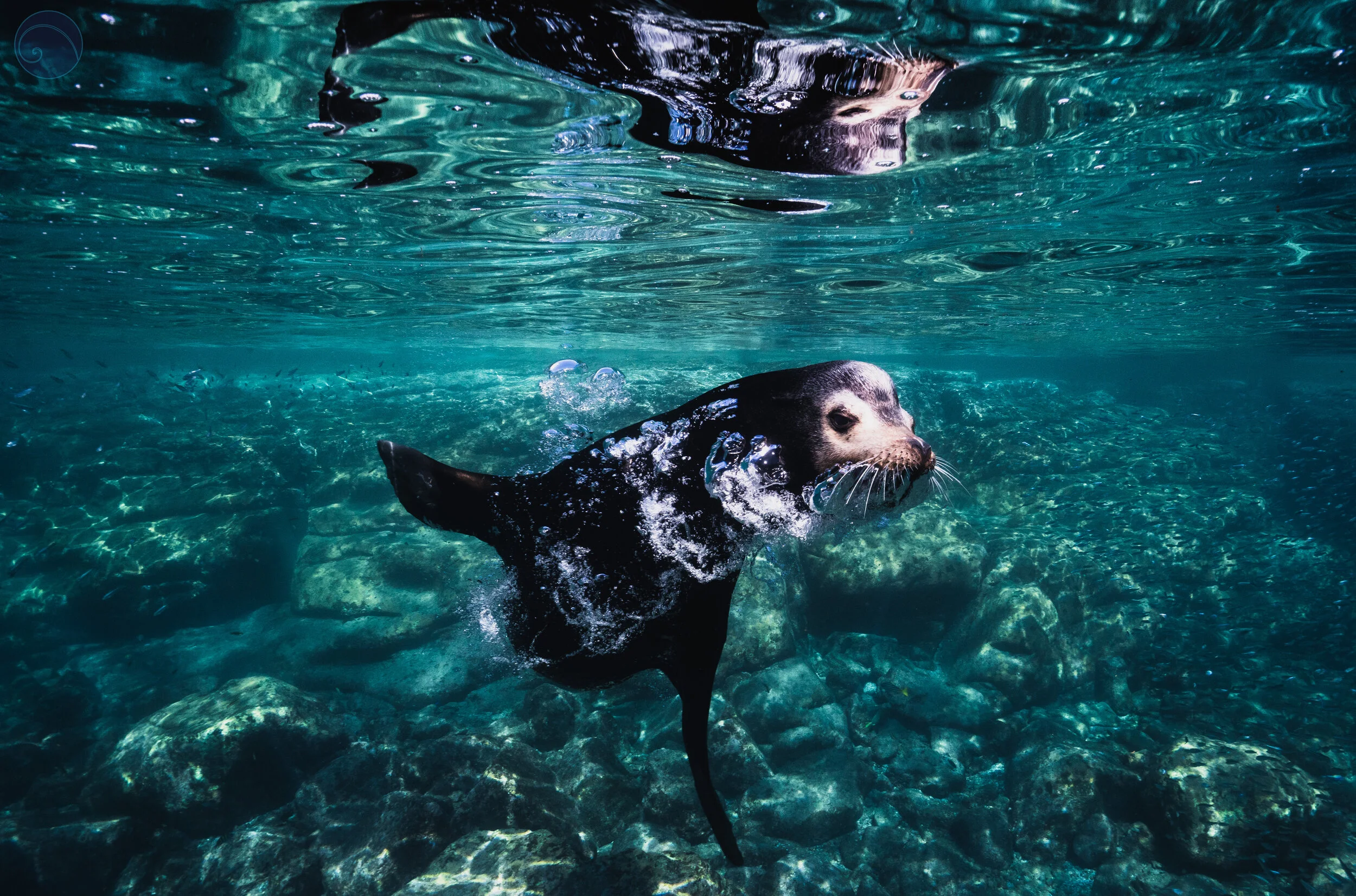 Sea Of Cortez.11.06.18-796.jpg