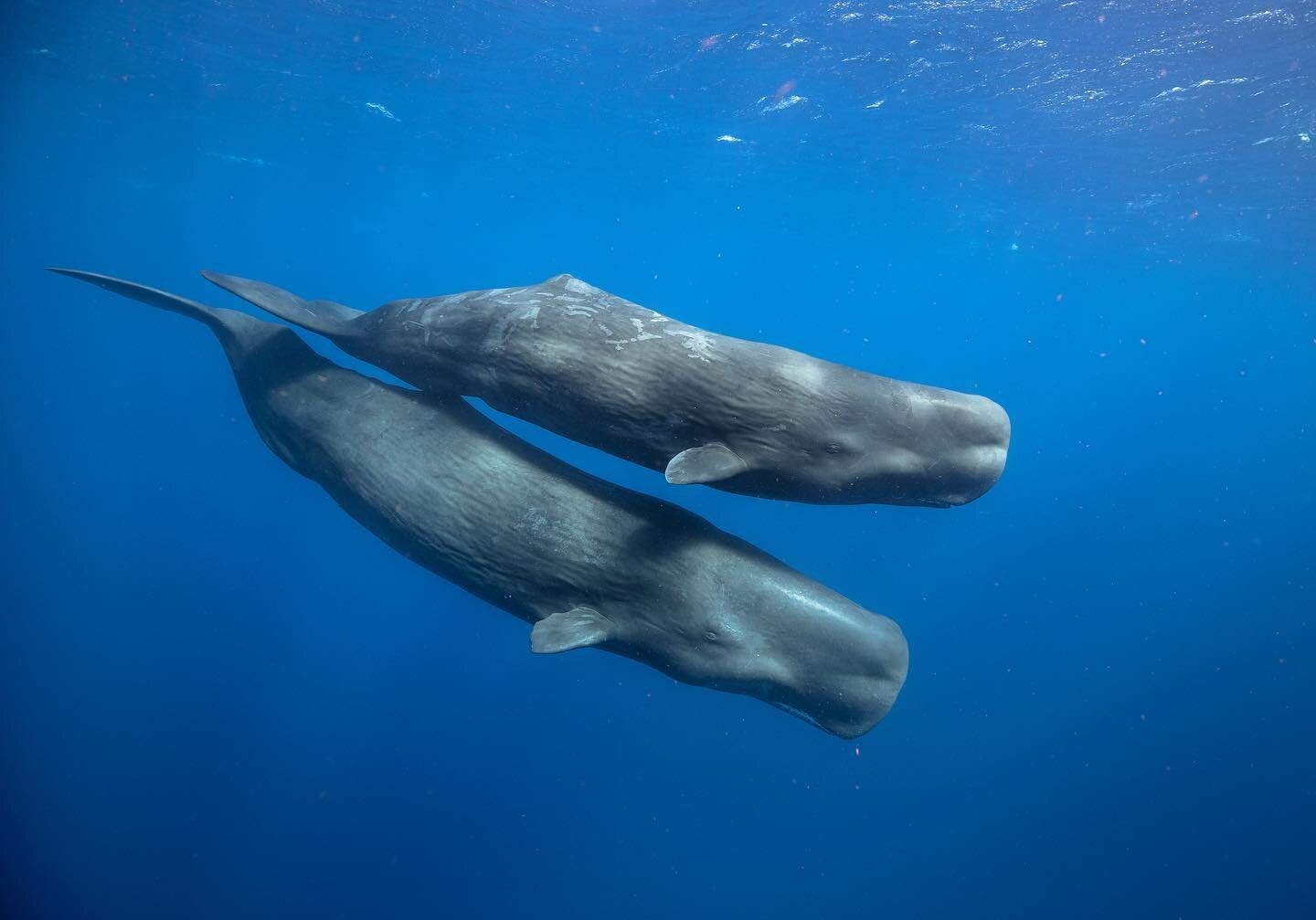 Day 1 of a mindblowing trip freediving with these incredible animals, watching these giants pass, and feeling their clicks reverberating through your entire body. There&rsquo;s nothing like it on the planet and am so grateful to be able to spend time