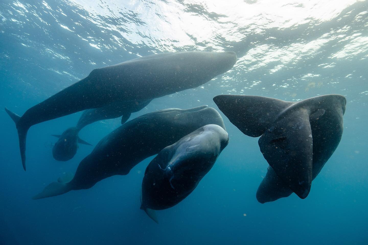 I just came back from the north of the world, but a few weeks ago I was incredibly lucky to dive with a pod of sperm whales. Here&rsquo;s one of my favorites moments when they were socializing, rolling around, and rubbing against each other, a displa