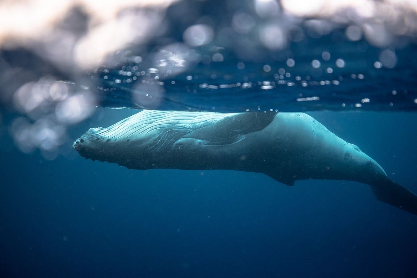 A very playful whale looking at my upside down. Some humpback calves are full of confidence as they explore the world around them while exploring the limits of their bodies. The more time I pend with these animals the more I learn and see how complex