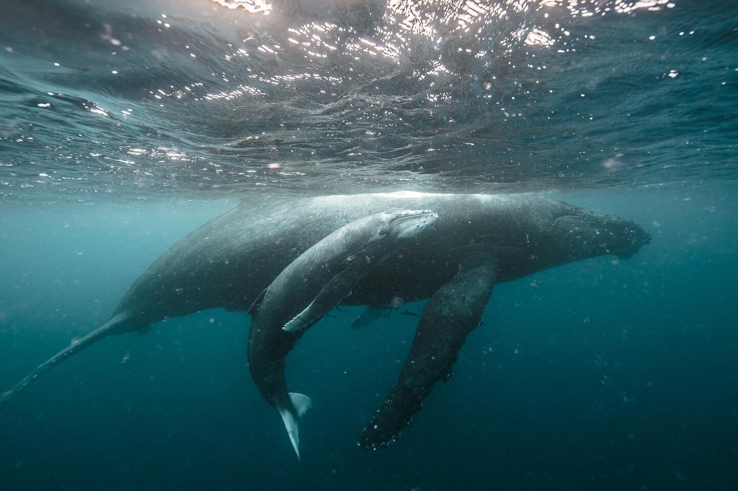 The first humpback whales I ever saw, way back in 2014, a moment that changed my life.