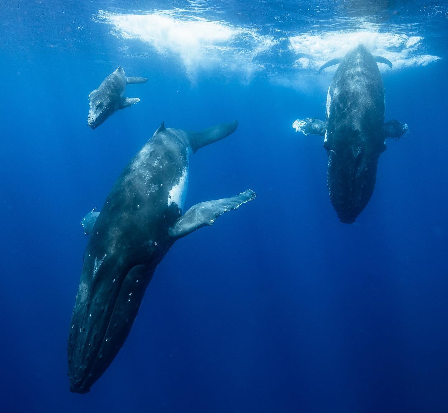 a group of humpbacks diving into the depths.