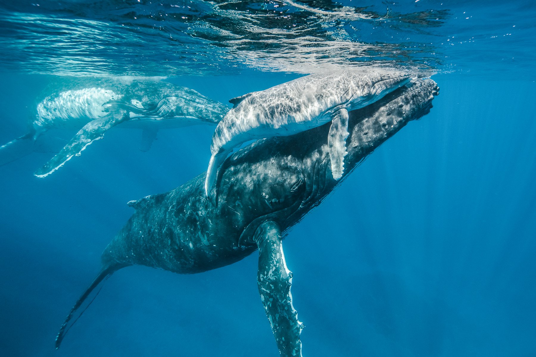 KARIM_ILIYA_Whales_humpback_underwater_dancing_swim_animal_whale_Tonga_dive-09-5.jpg
