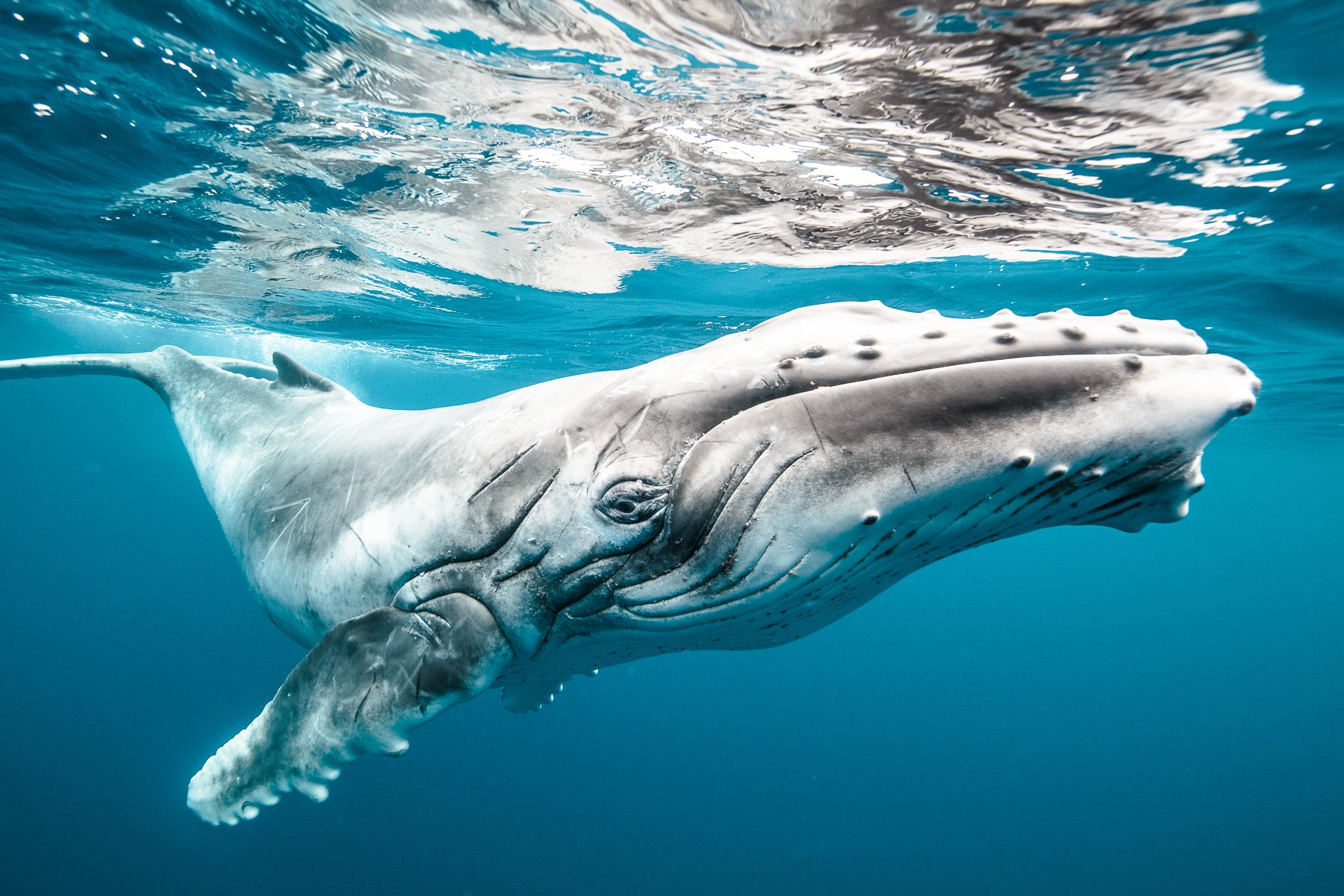 KARIM_ILIYA_Whales_humpback_underwater_dancing_swim_animal_whale_Tonga_dive-11-6.jpg