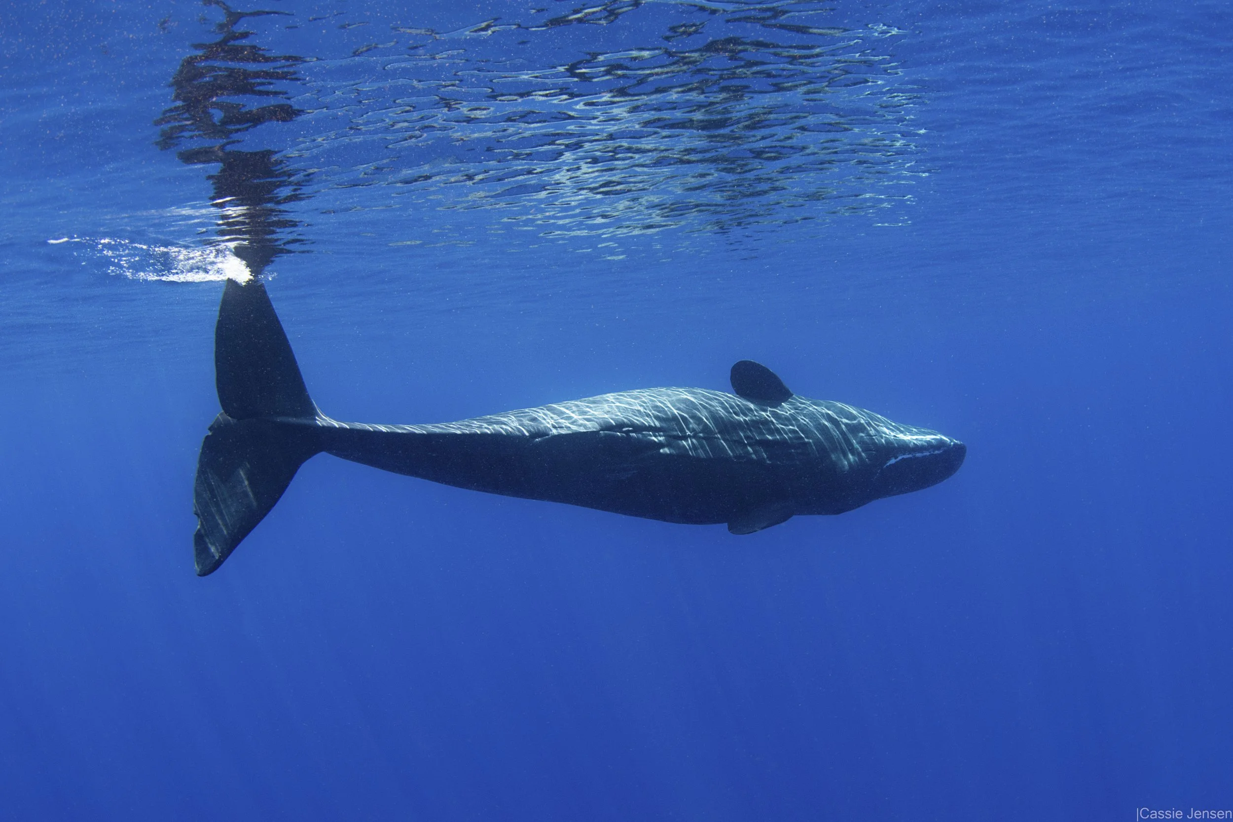 Sperm Whale Belly NoWM.jpg