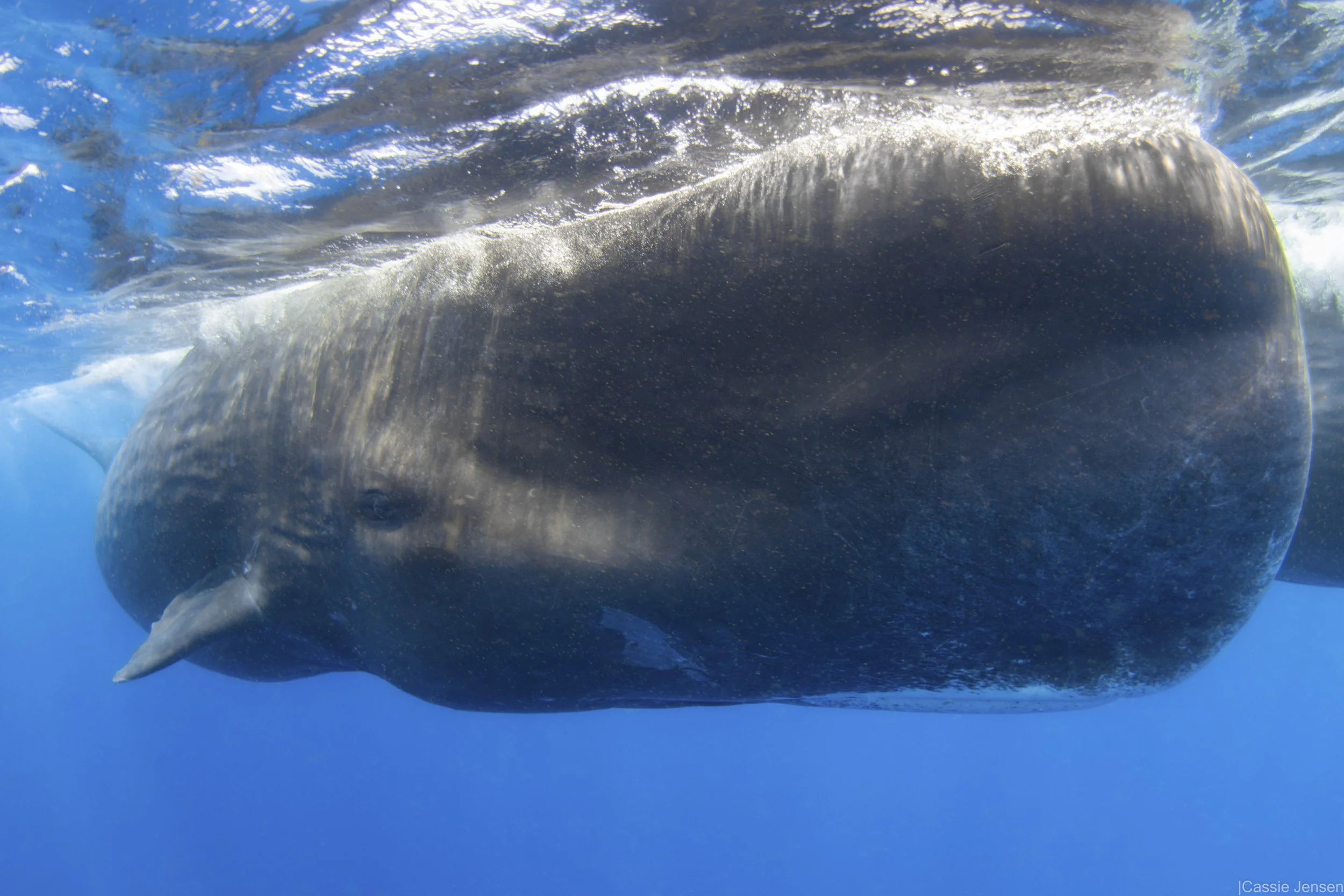 Sperm Whale Close Surface No WM.jpg