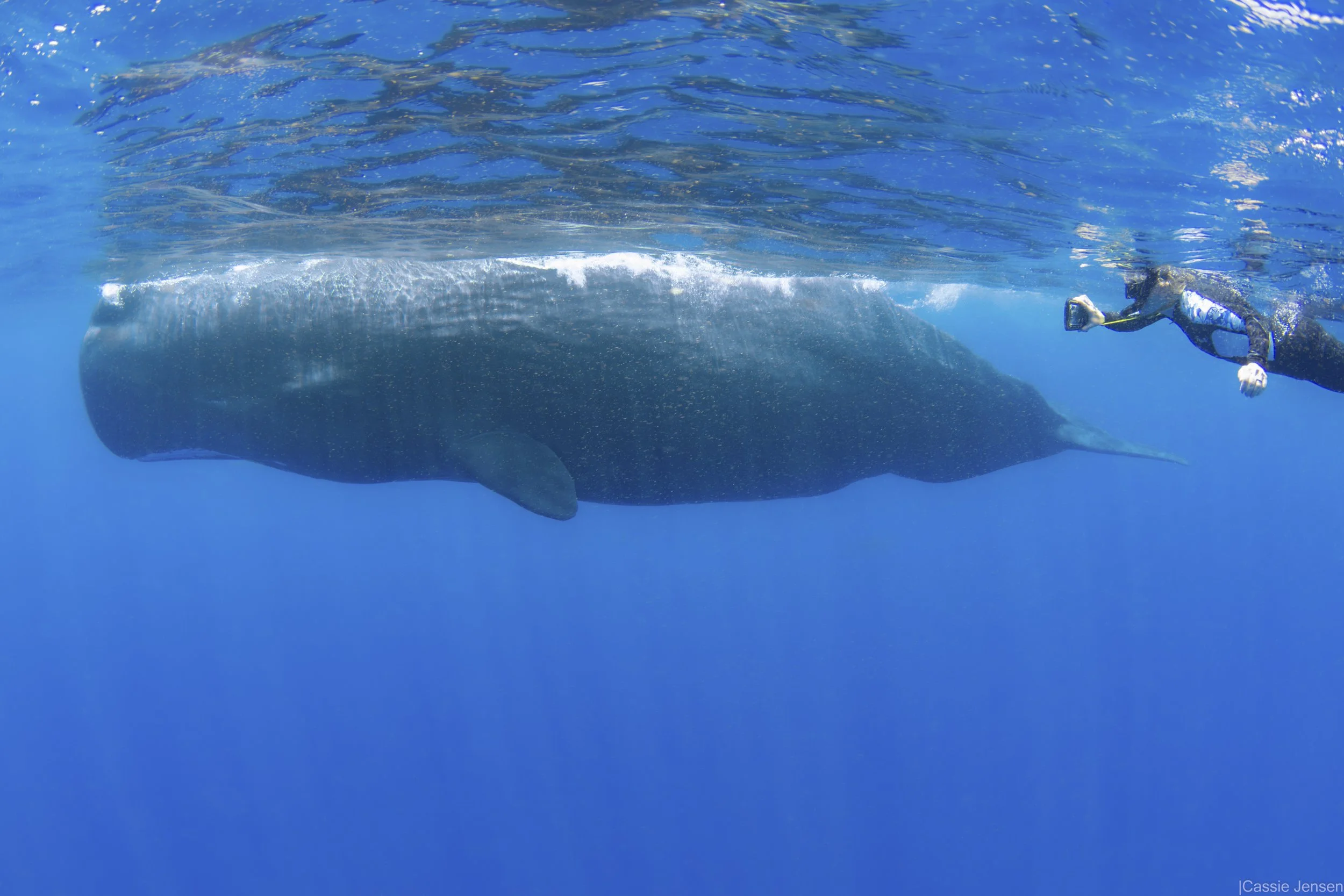ZoeWhale Surface nowm.jpg