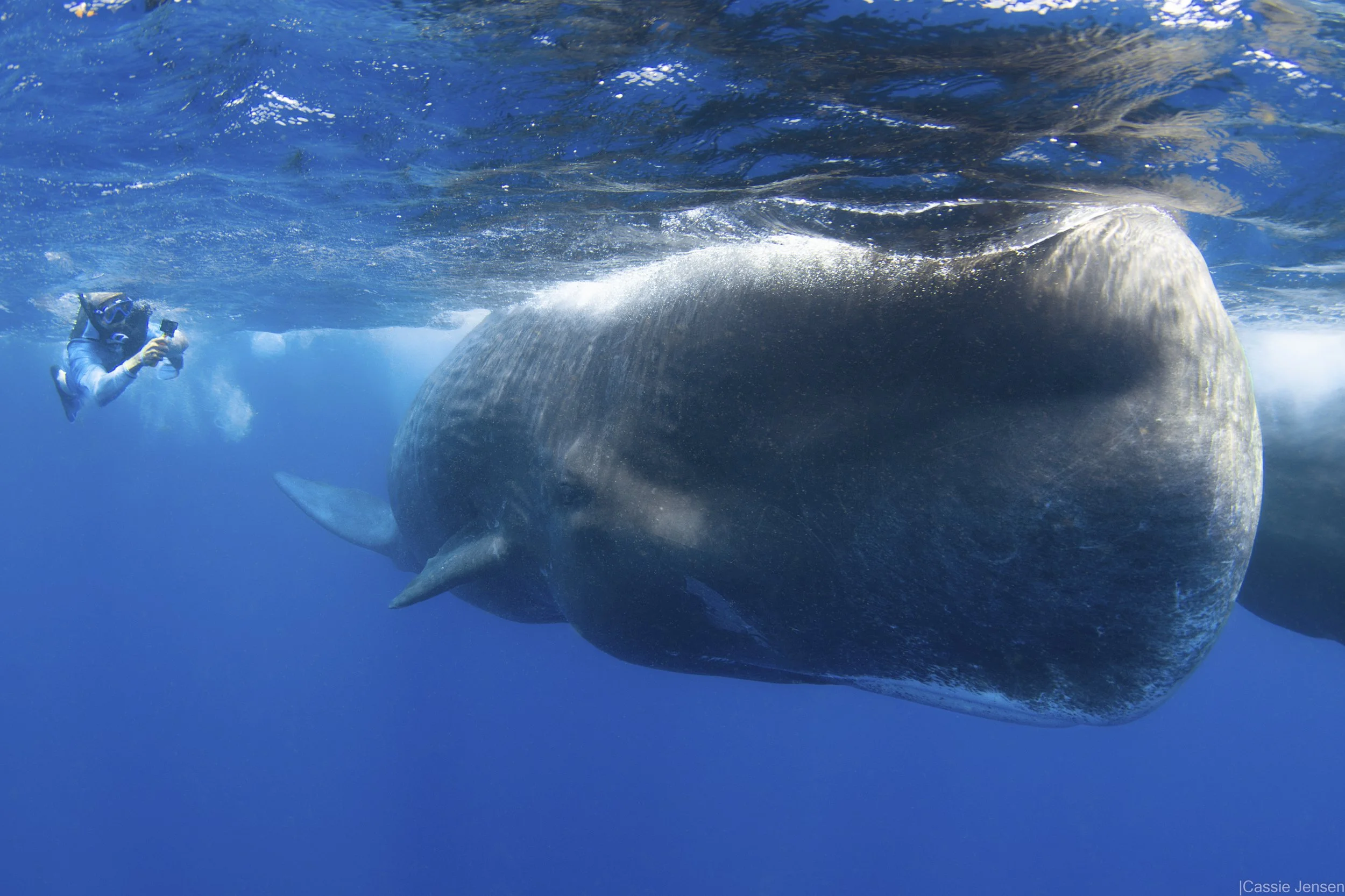 Ahmed Sperm Whale Close NOWM.jpg