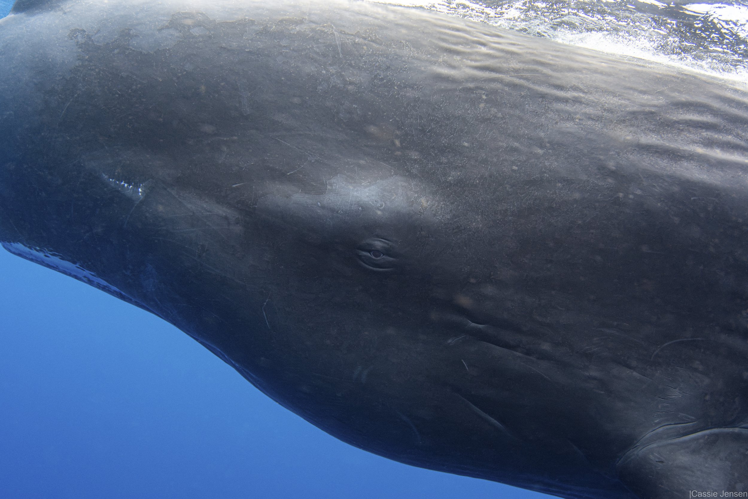 Sperm Whale Eye Close No WM.jpg