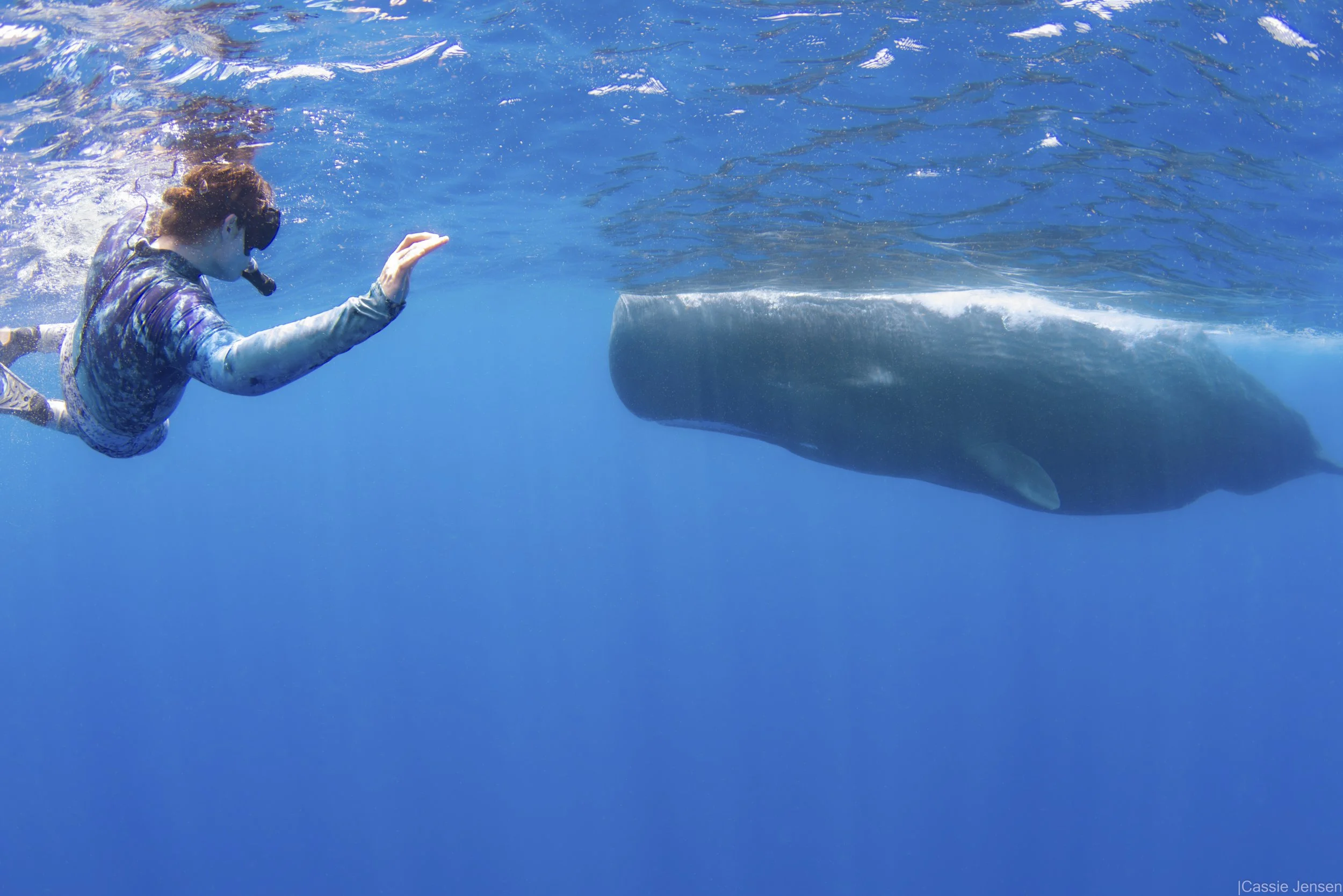 Carolyn Sperm Whale No WM.jpg
