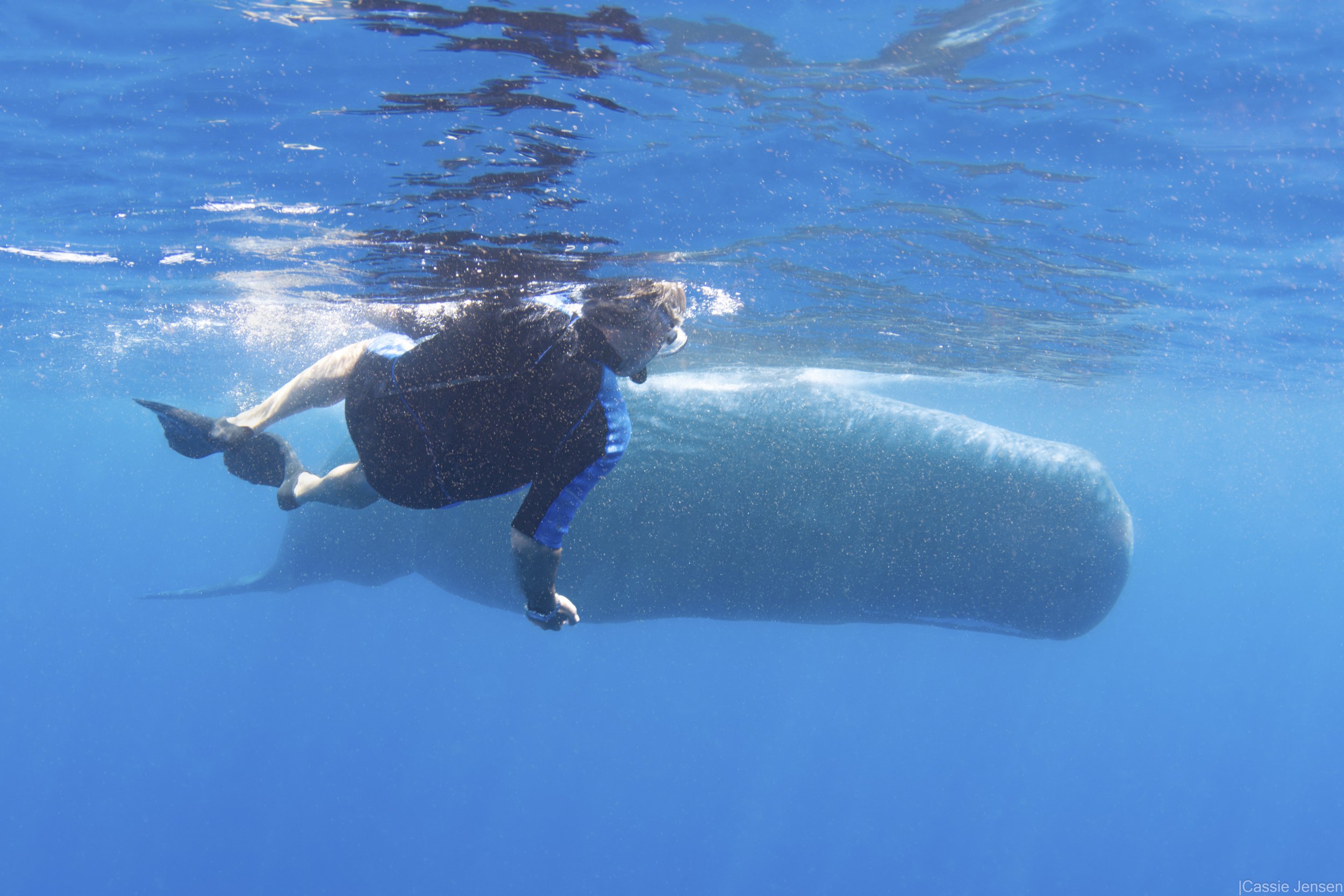 Gerry Sperm Whale Hug NoWM.jpg