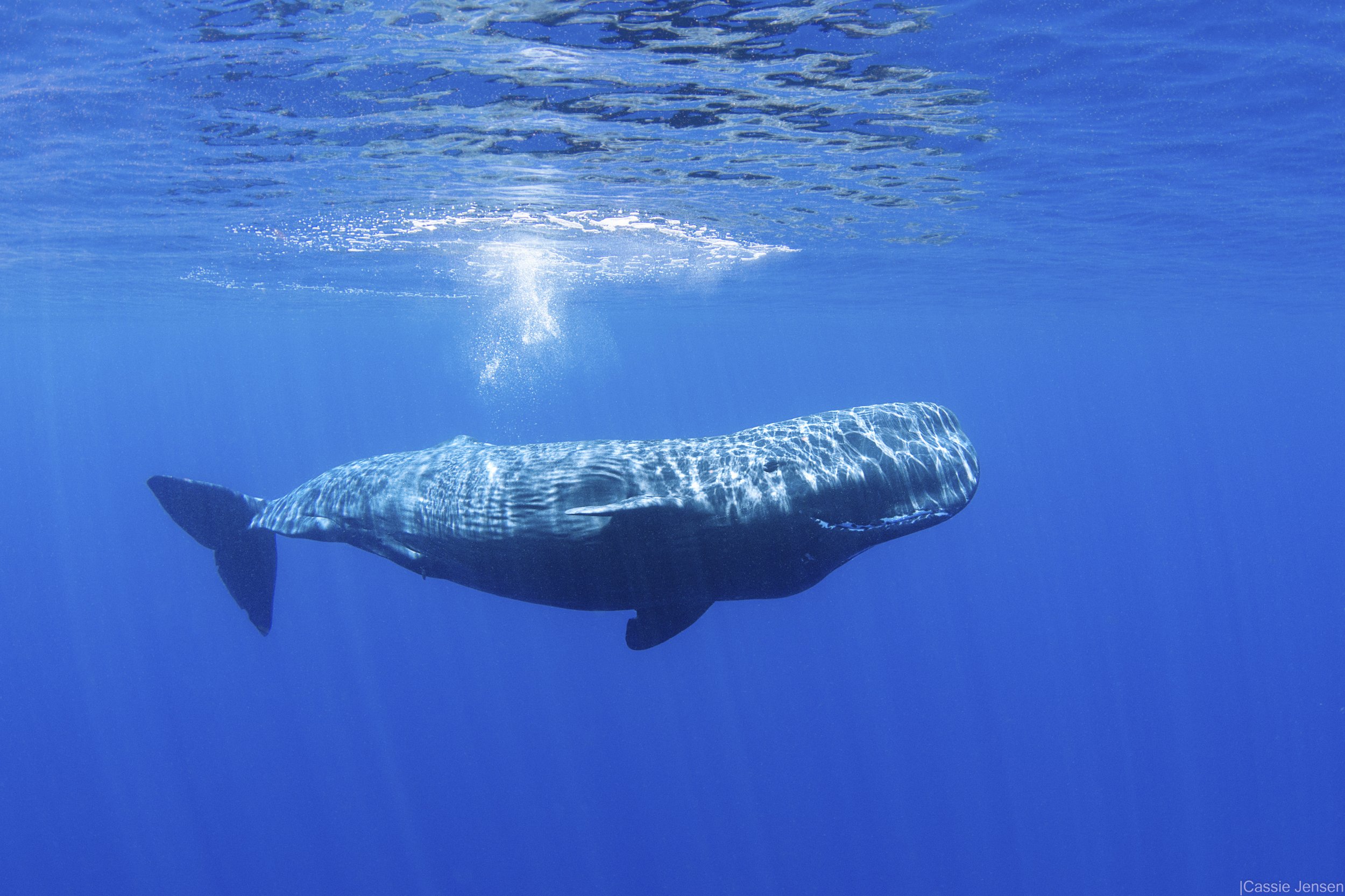 SpermWhaleSwim NoWM.jpg