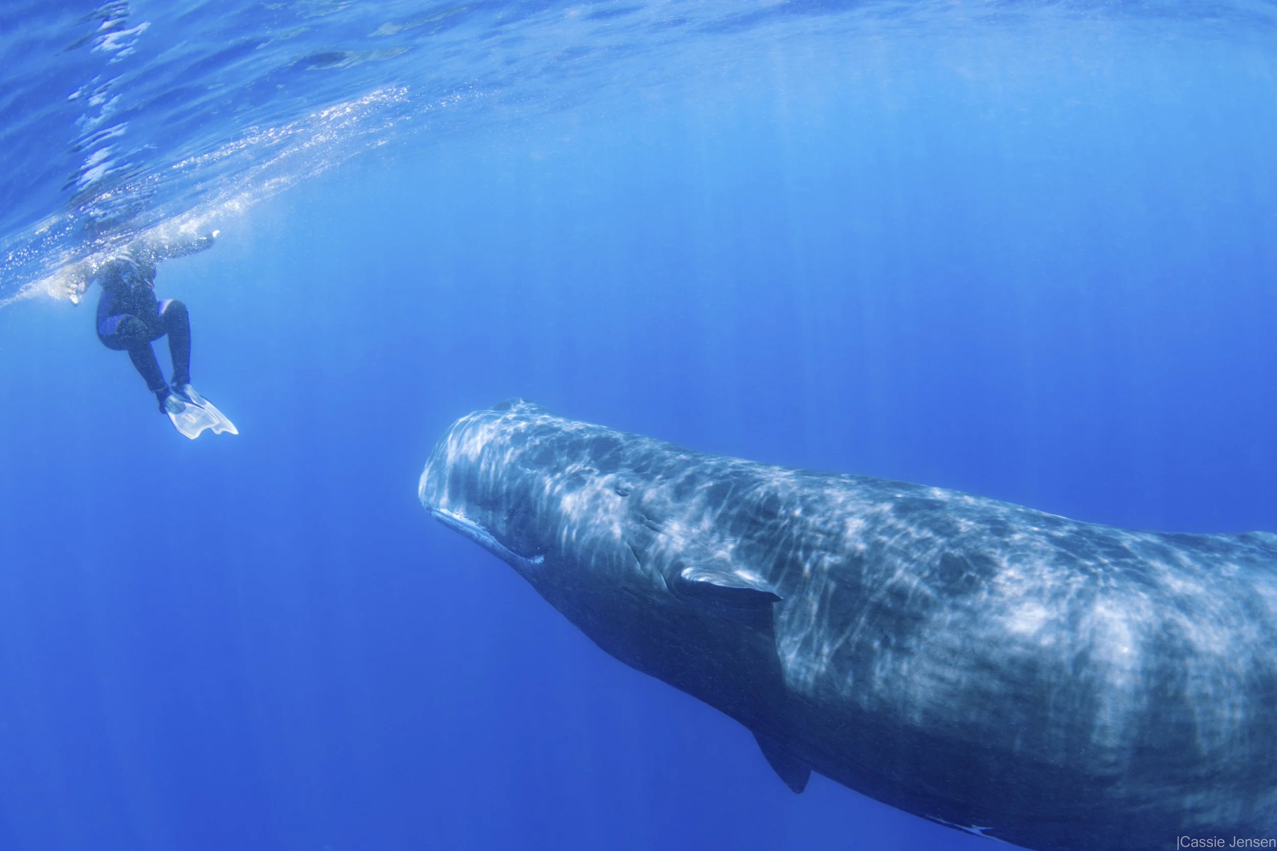 TraceyWhalePlay no wm.jpg