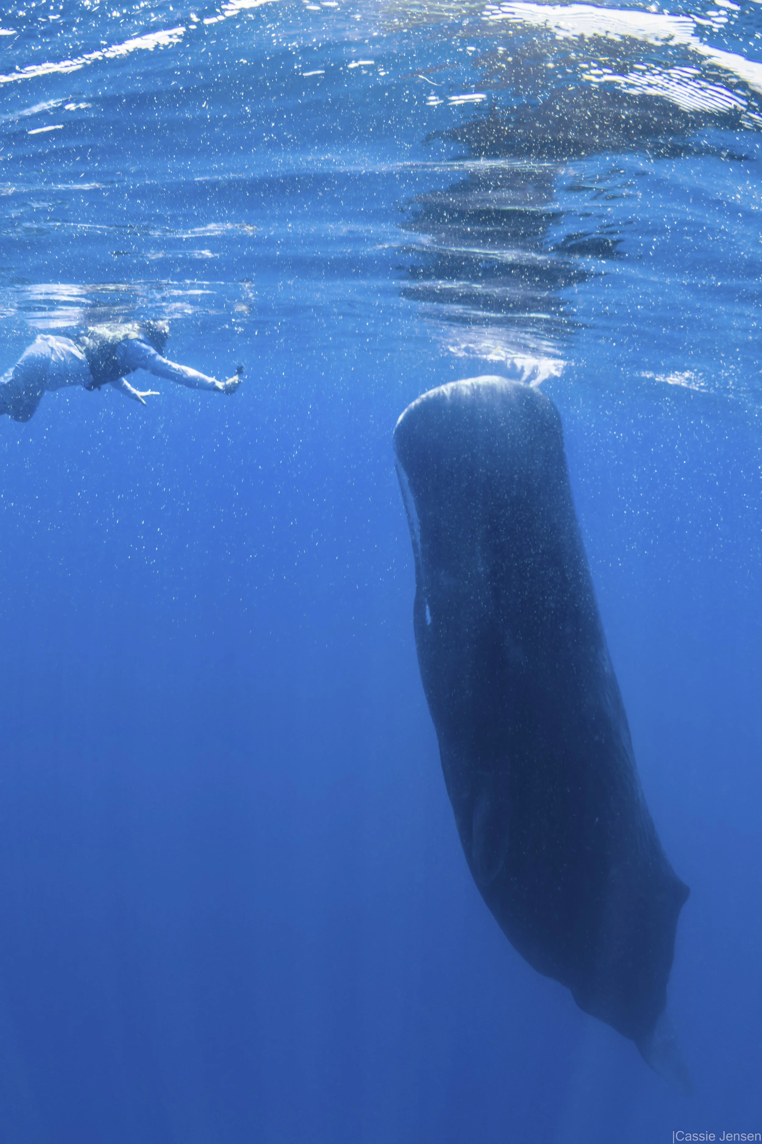 Ahmed Sperm Whale Vertical no wm.jpg