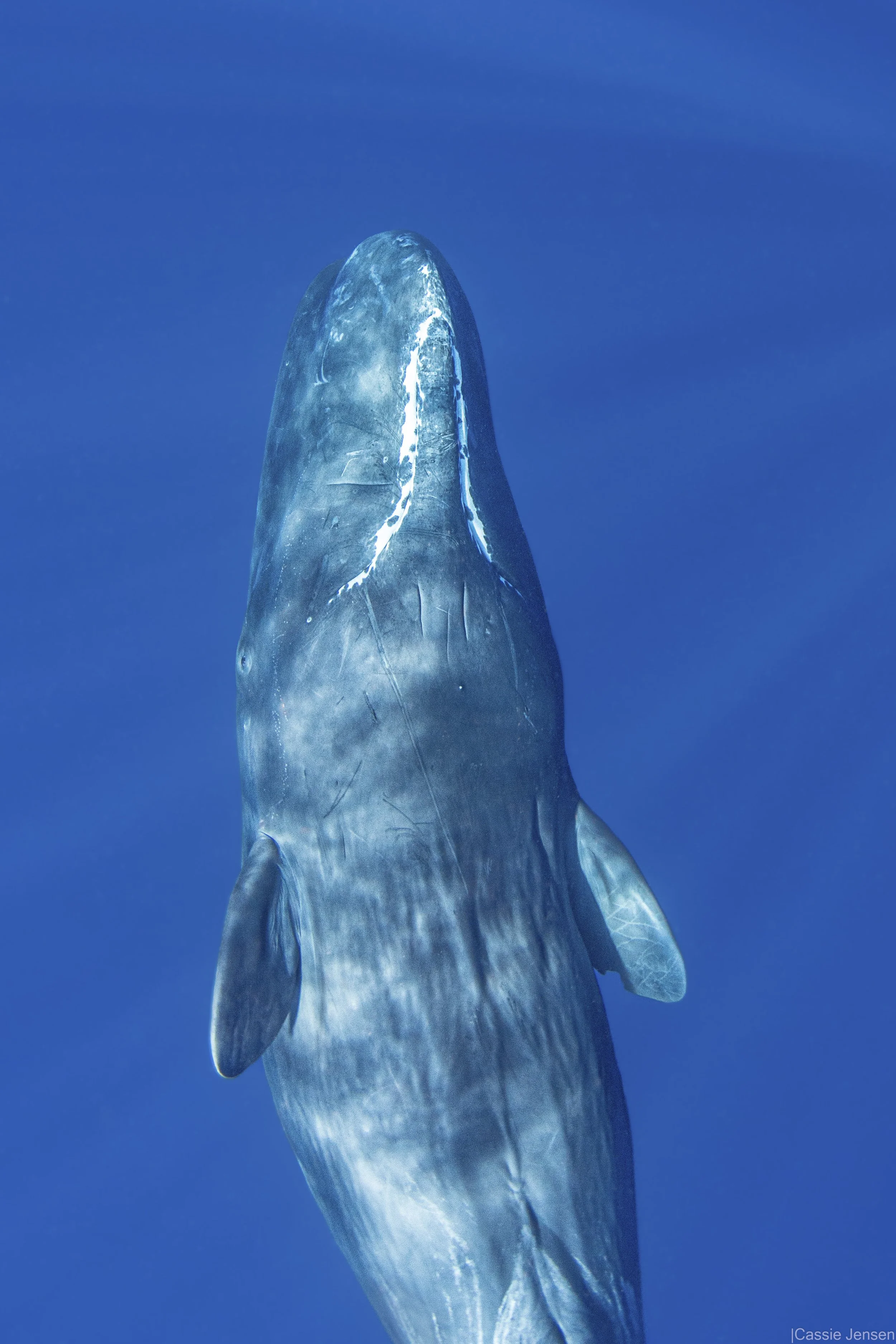 SpermWhalePortrait NoWM.jpg