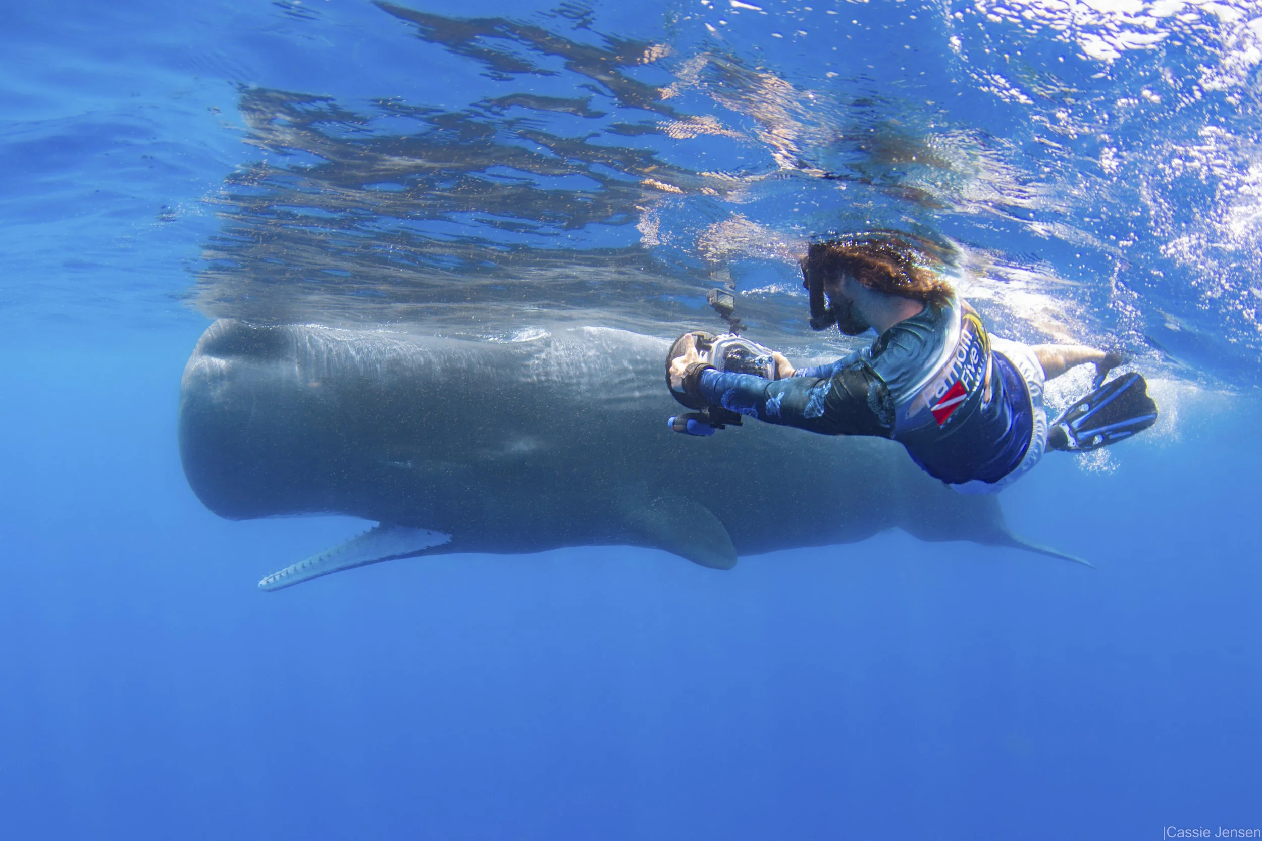 Forest Sperm Whale Swim No WM.jpg