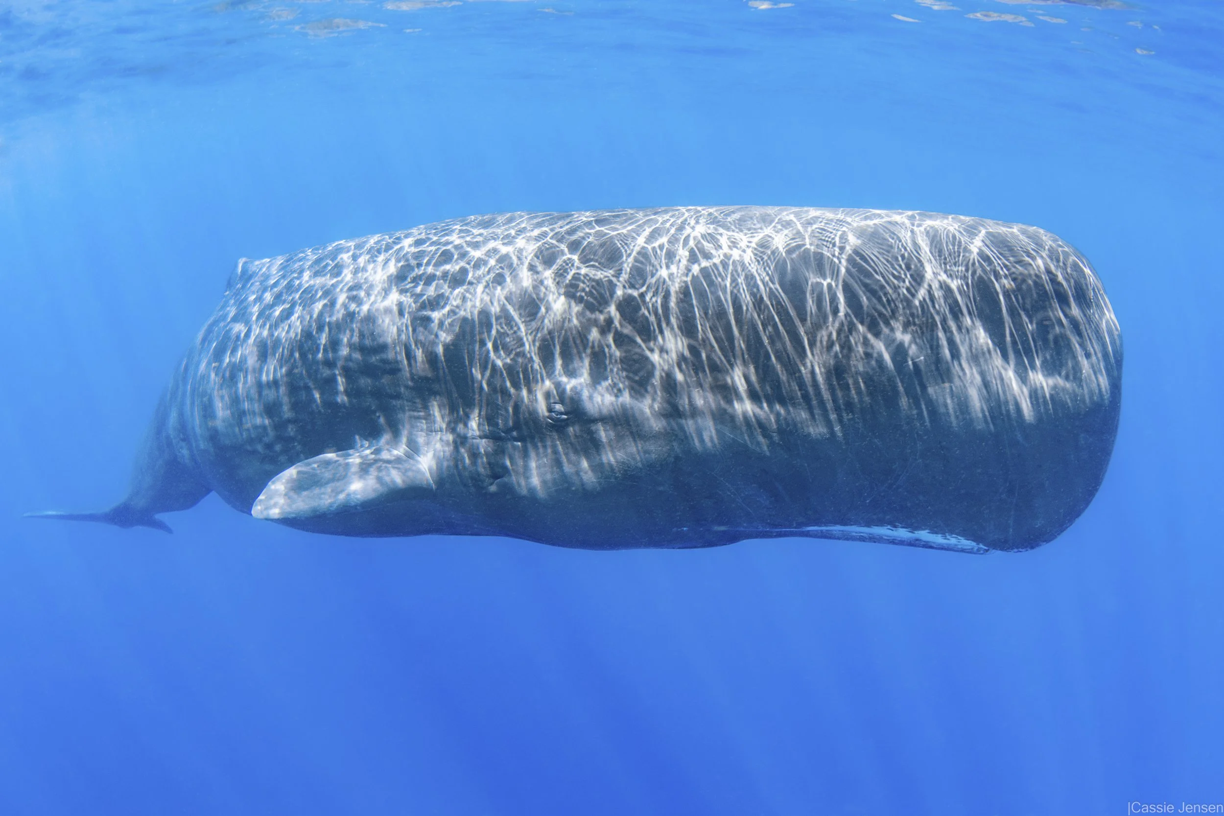 Sperm Whale Solo no wm.jpg
