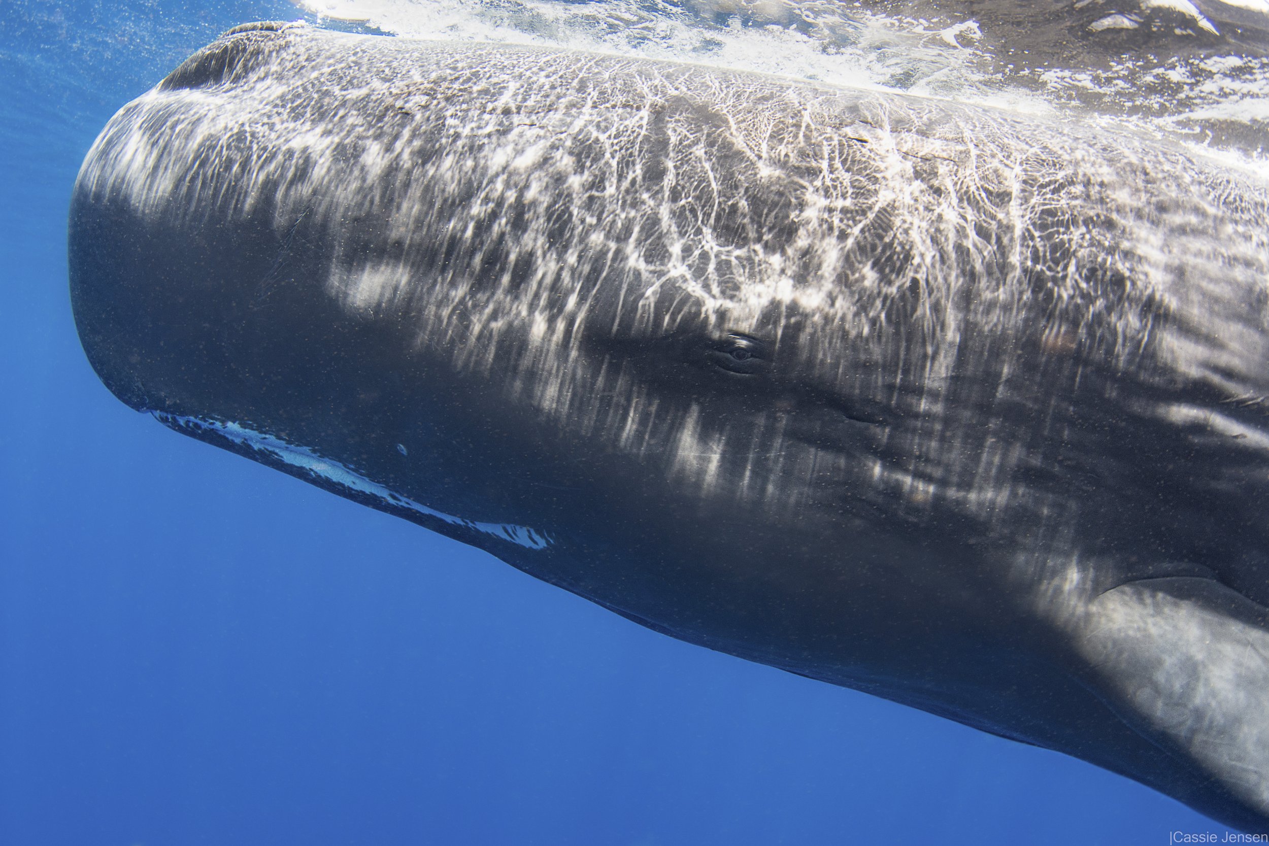 Sperm Whale Close NoWM.jpg