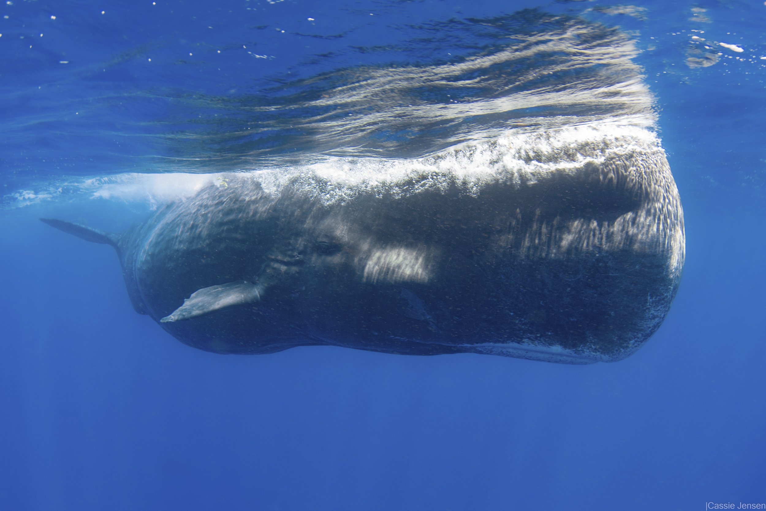Sperm Whale Surface No WM.jpg