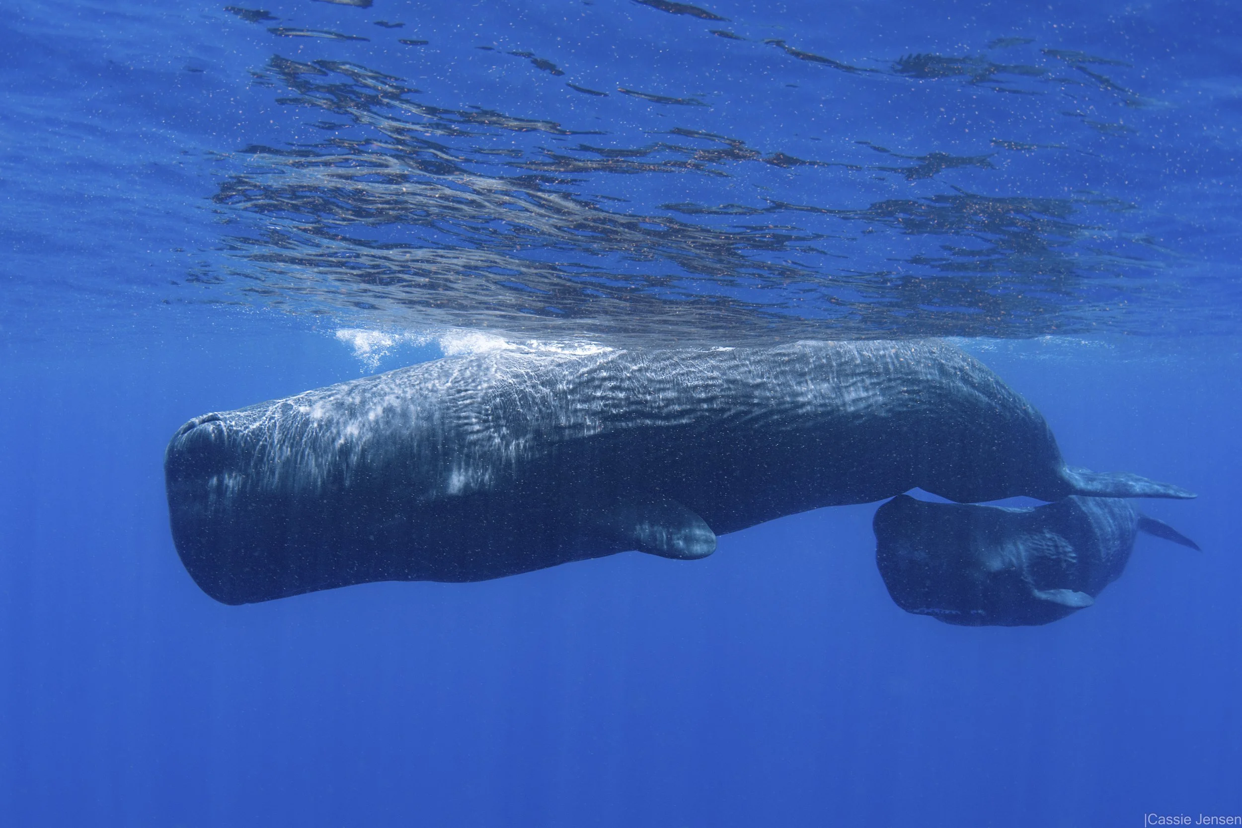 Mum calf sperm whale NoWM.jpg
