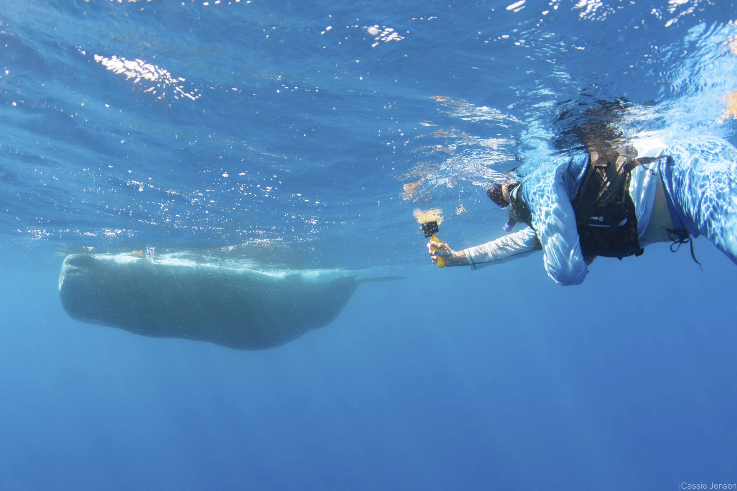 Ahmed Sperm Whale NoWM.jpg