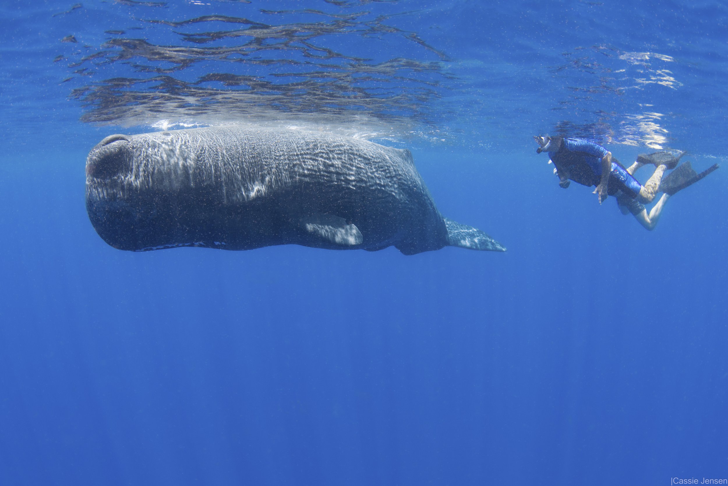 GerrySperm whale NoWM.jpg