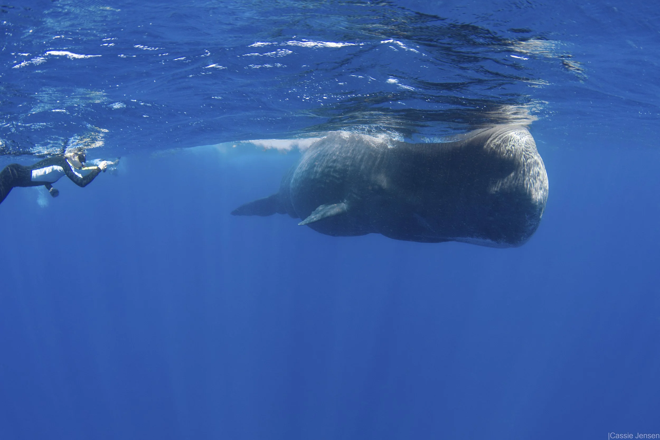 Zoe Whale Surface no wm.jpg