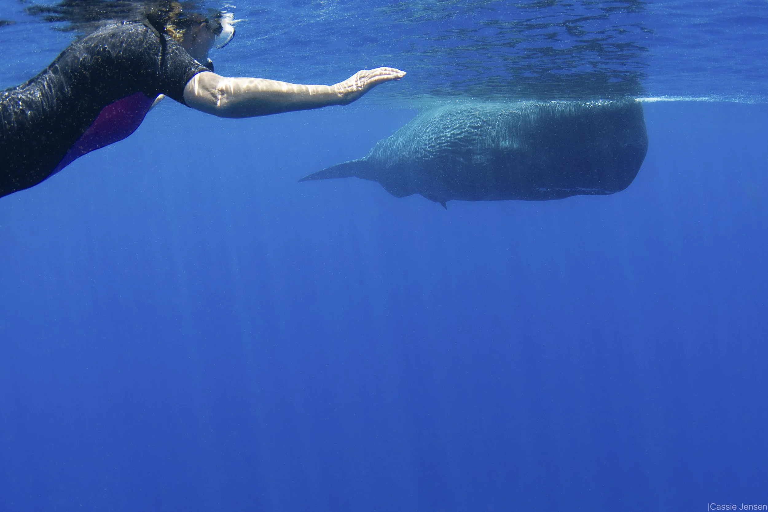 BettyAnnSpermWhaleNoWM.jpg
