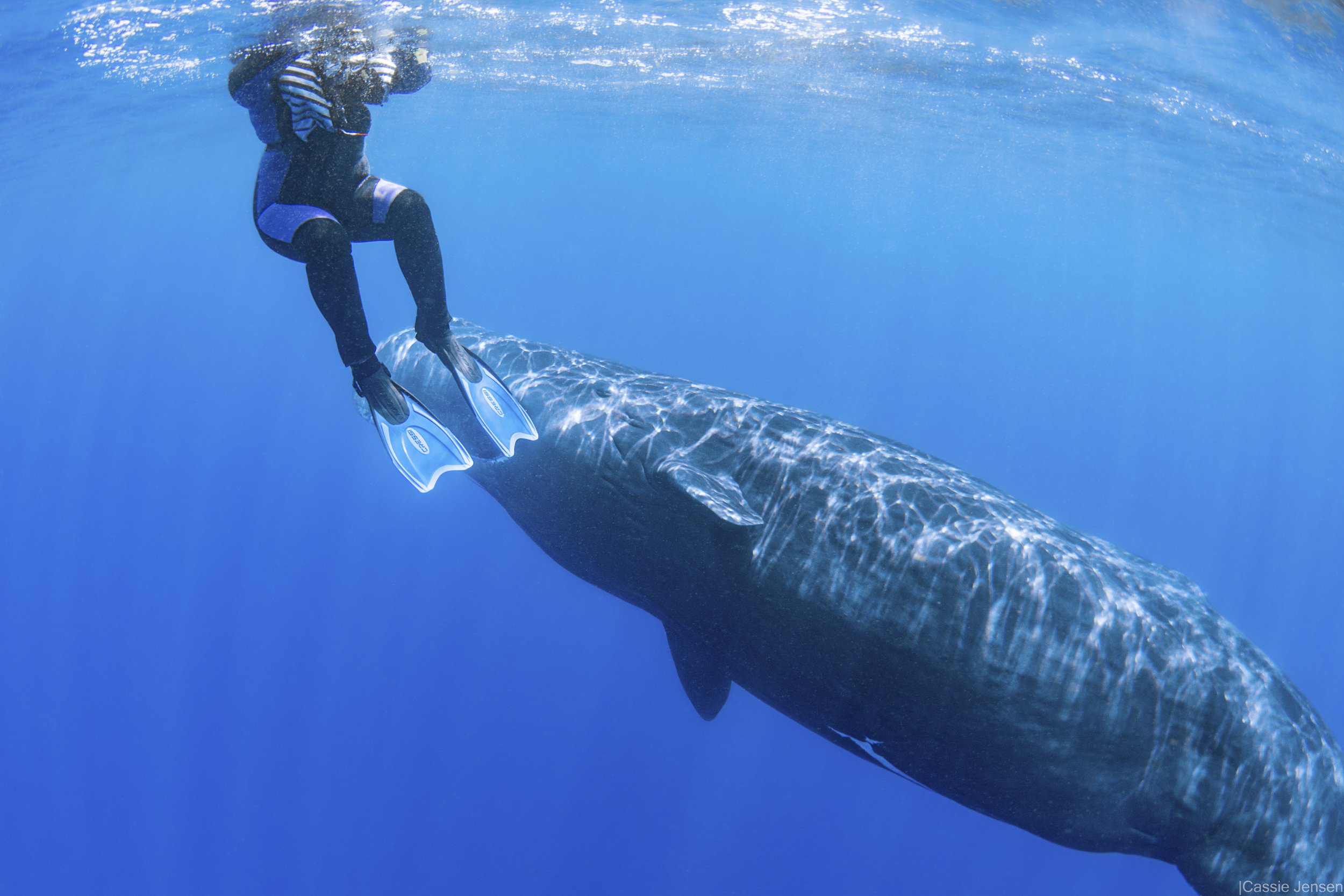 Tracey Whale Play2 no wm.jpg
