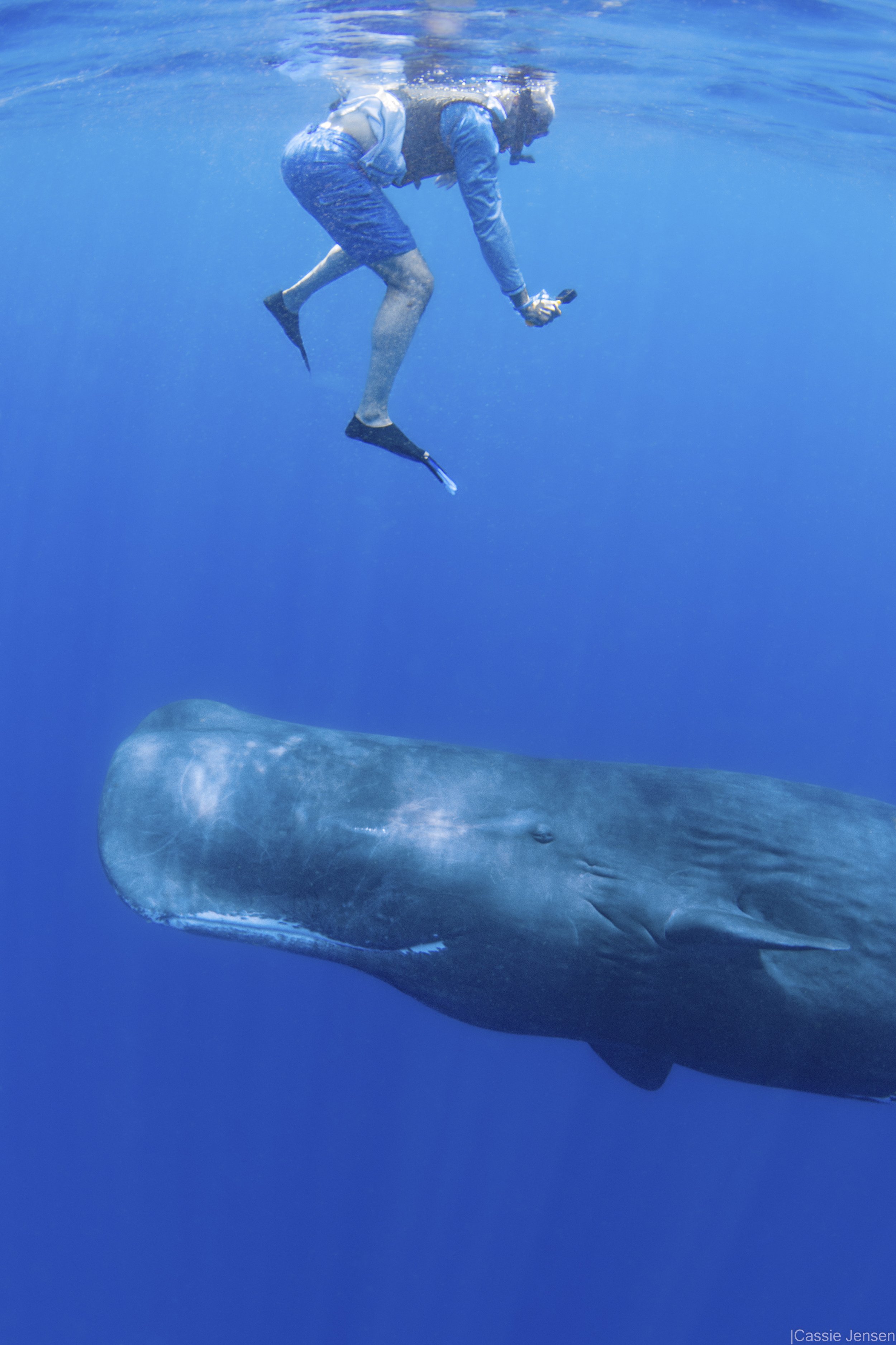 AhmedWhaleBelow no wm.jpg