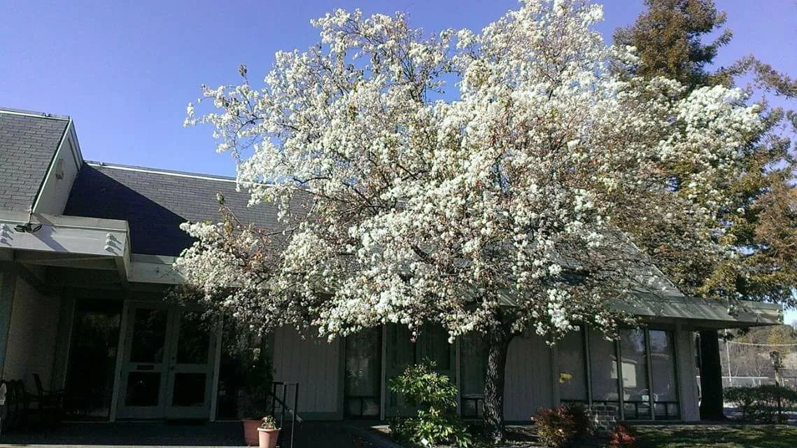 church front flowers.jpg