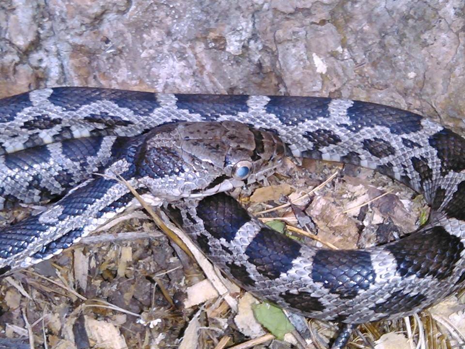 blackratsnake.jpg