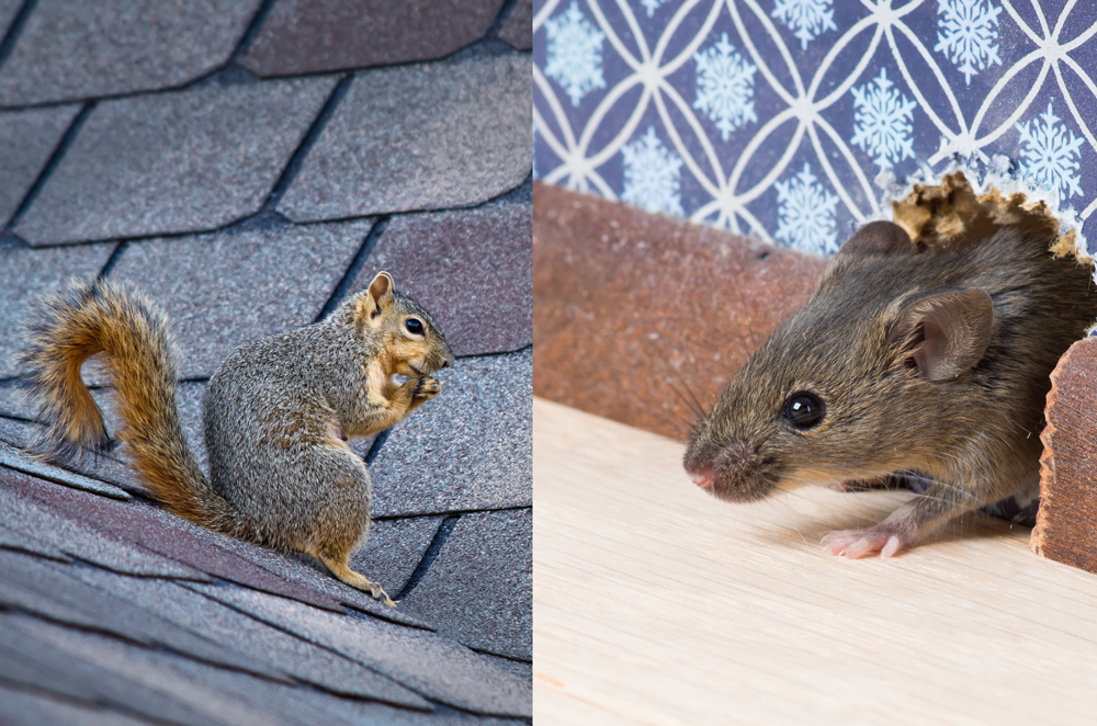 Urban herpetologist Mouse-Rat.jpg